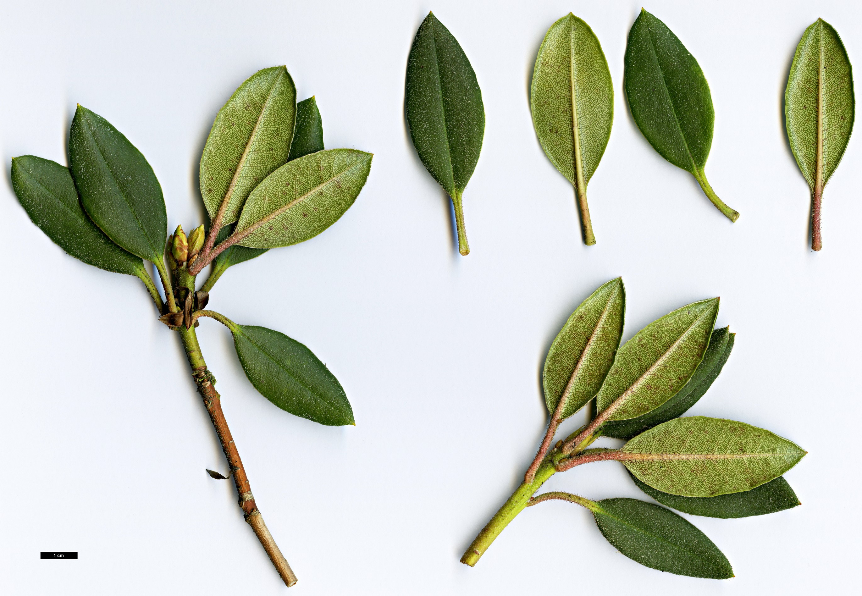 High resolution image: Family: Ericaceae - Genus: Rhododendron - Taxon: pseudochrysanthum