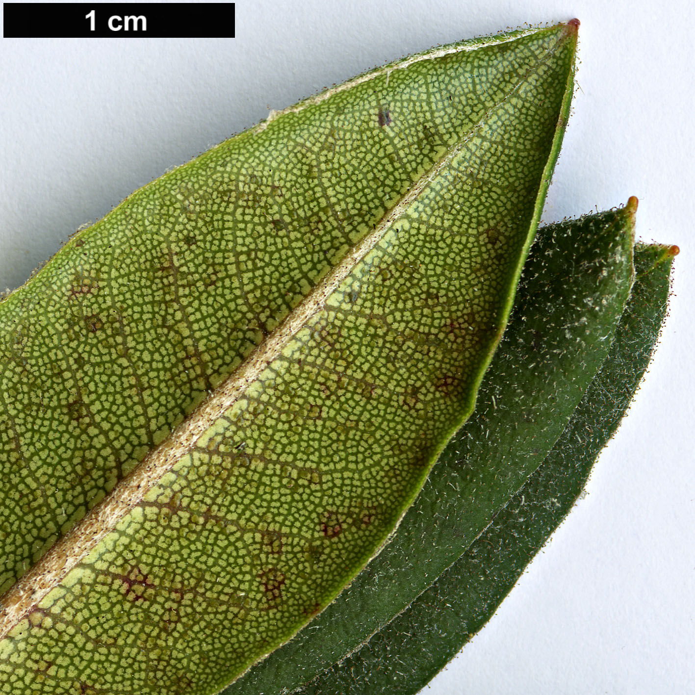 High resolution image: Family: Ericaceae - Genus: Rhododendron - Taxon: pseudochrysanthum