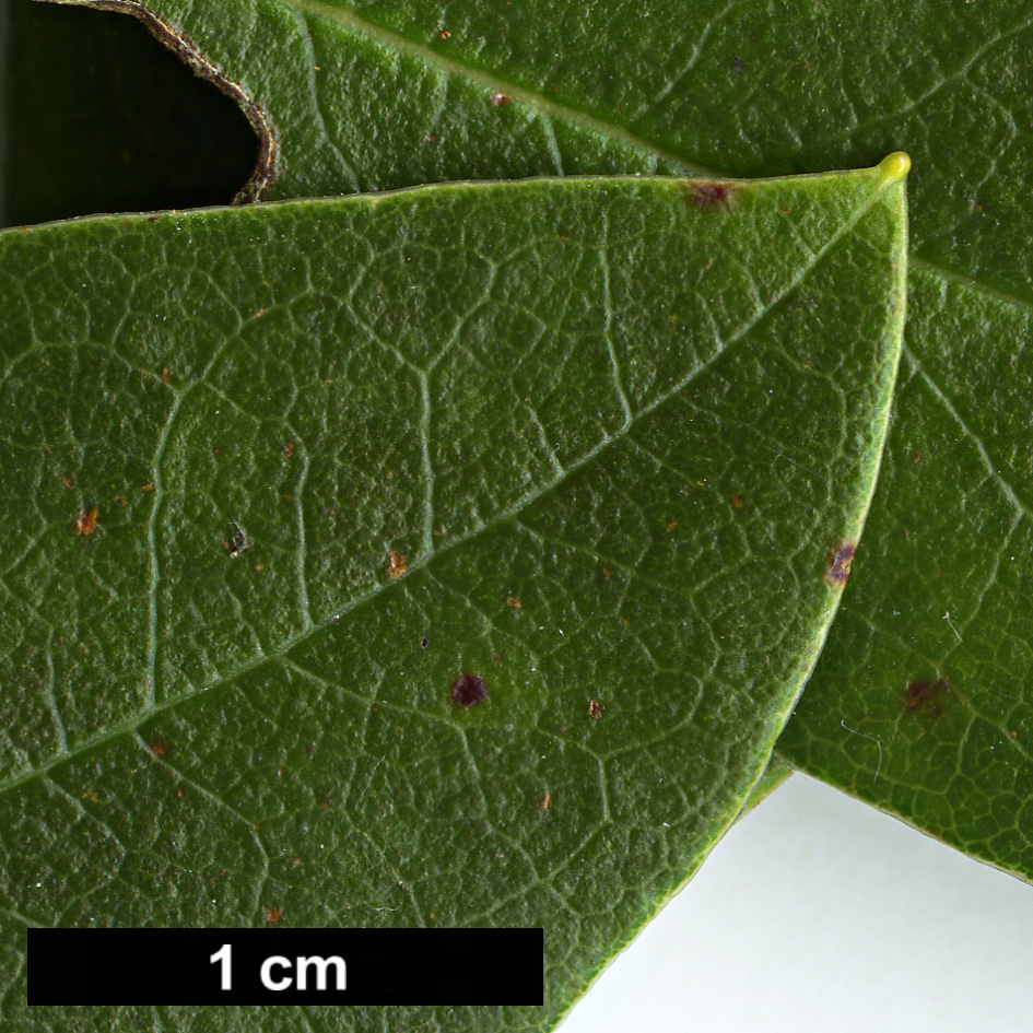 High resolution image: Family: Ericaceae - Genus: Rhododendron - Taxon: pseudociliipes