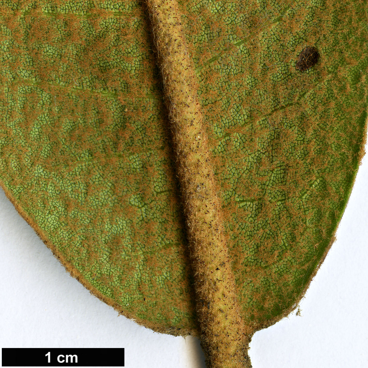 High resolution image: Family: Ericaceae - Genus: Rhododendron - Taxon: pubicostatum