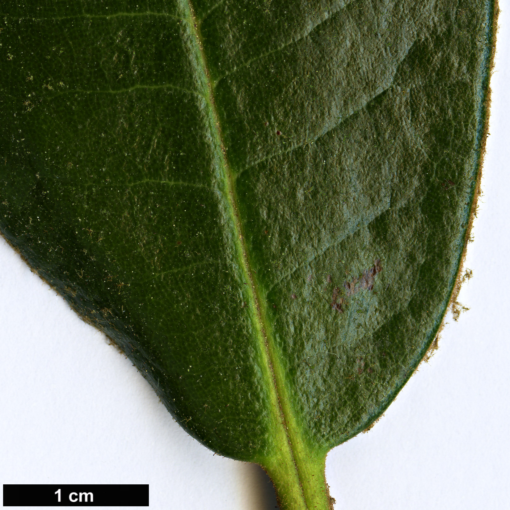 High resolution image: Family: Ericaceae - Genus: Rhododendron - Taxon: pubicostatum