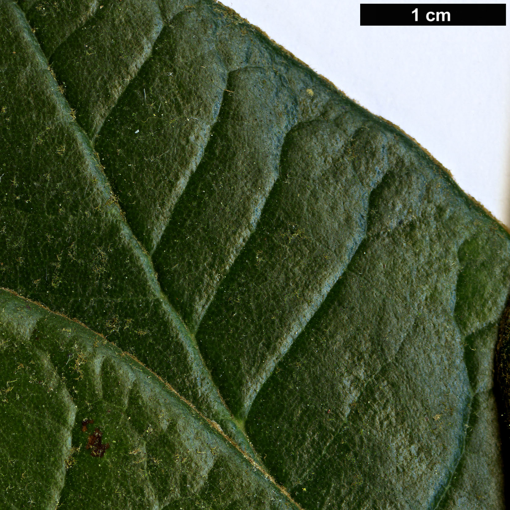 High resolution image: Family: Ericaceae - Genus: Rhododendron - Taxon: pubicostatum