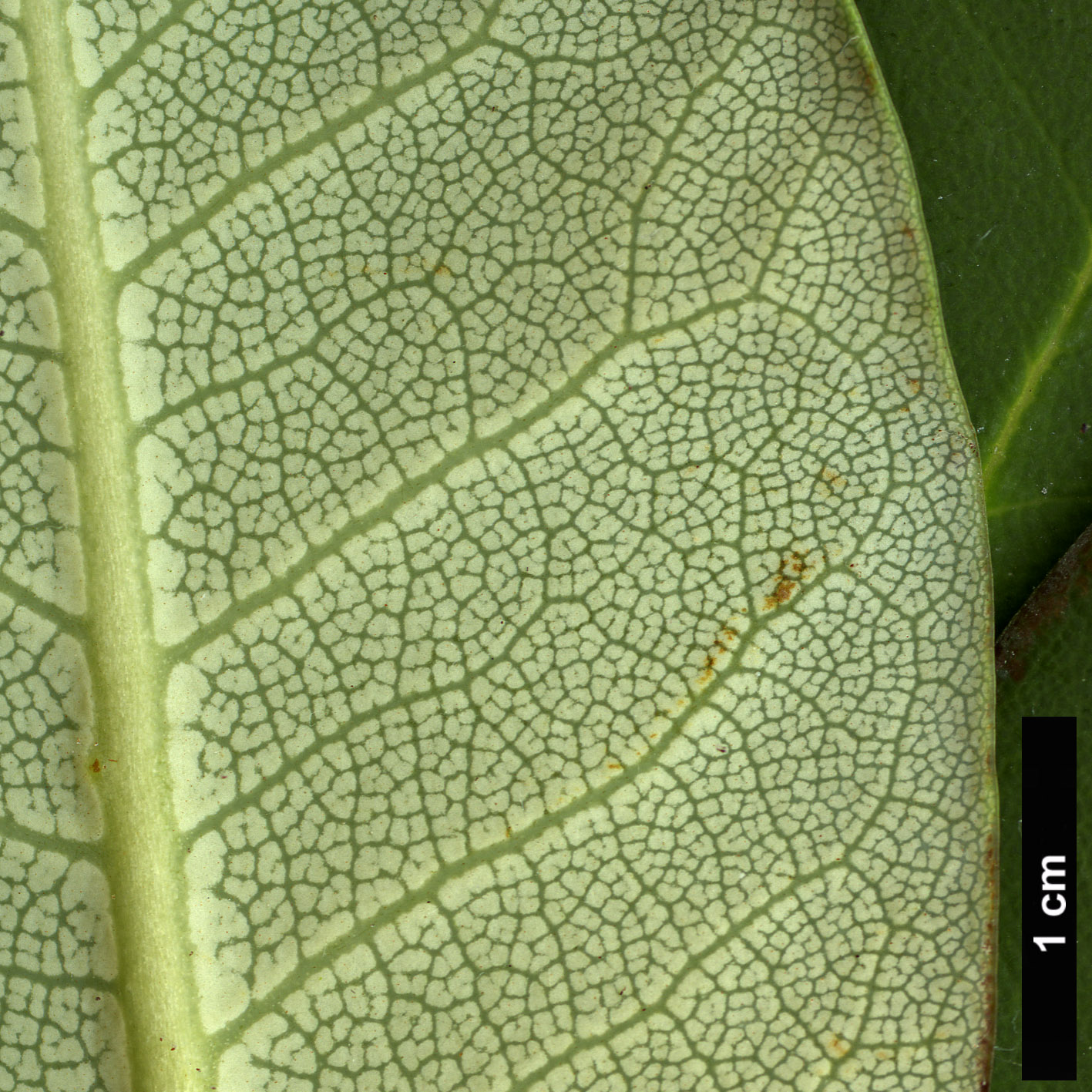 High resolution image: Family: Ericaceae - Genus: Rhododendron - Taxon: qiaojiaense