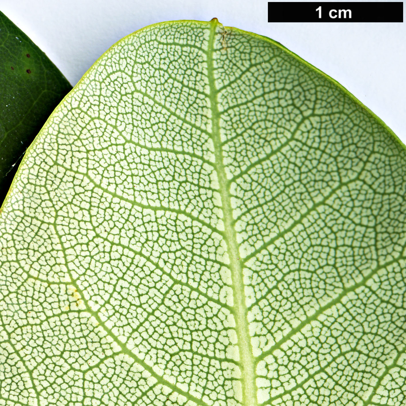 High resolution image: Family: Ericaceae - Genus: Rhododendron - Taxon: qiaojiaense