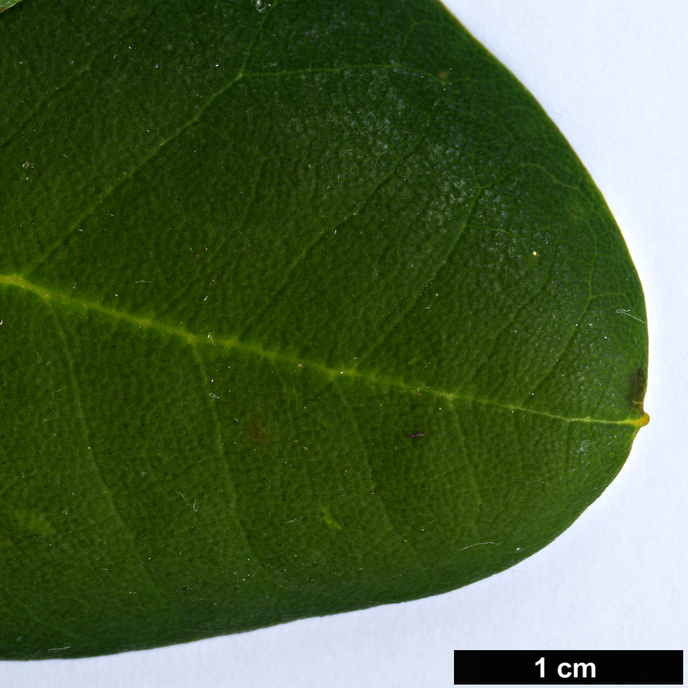 High resolution image: Family: Ericaceae - Genus: Rhododendron - Taxon: qiaojiaense