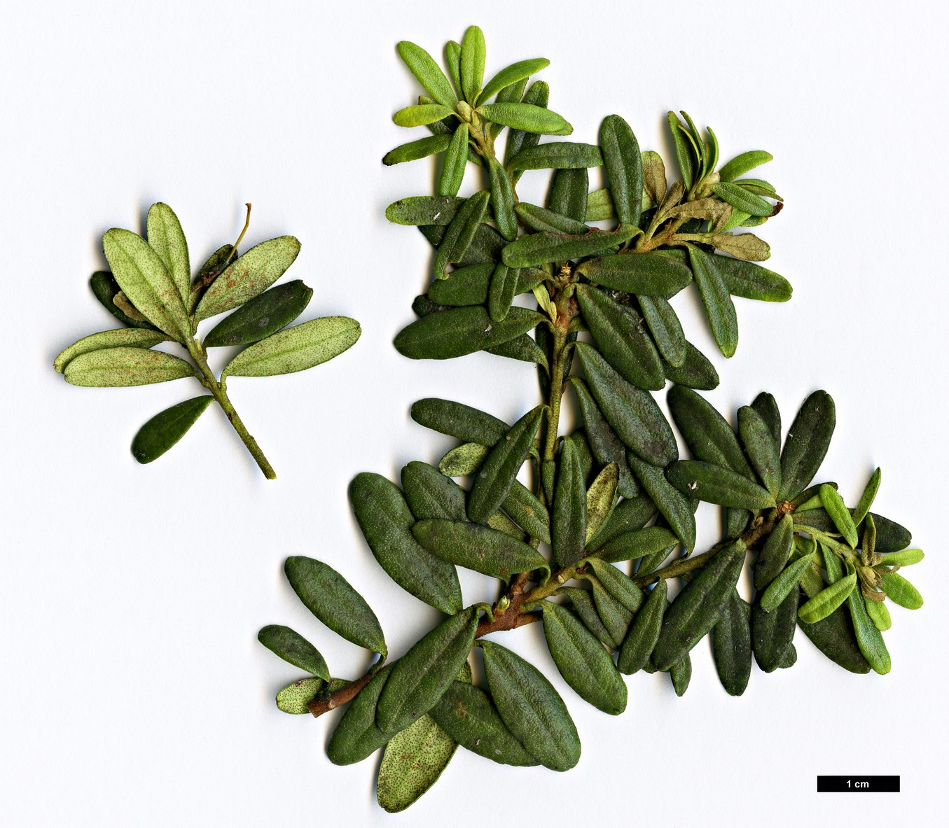 High resolution image: Family: Ericaceae - Genus: Rhododendron - Taxon: quadrasianum