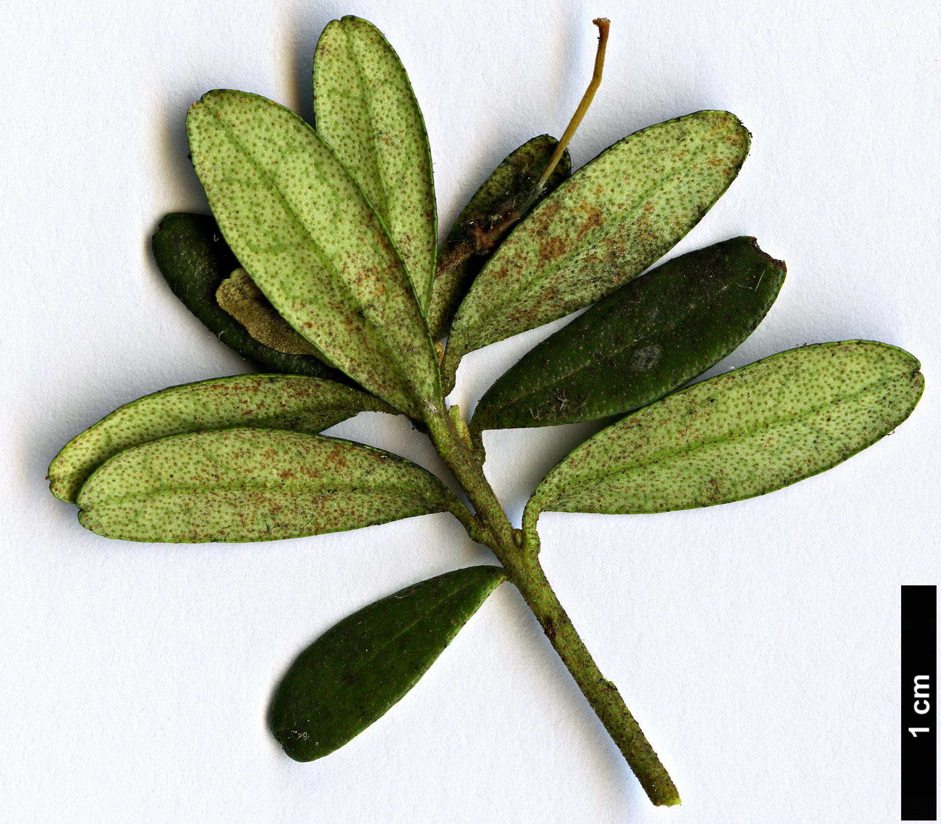 High resolution image: Family: Ericaceae - Genus: Rhododendron - Taxon: quadrasianum