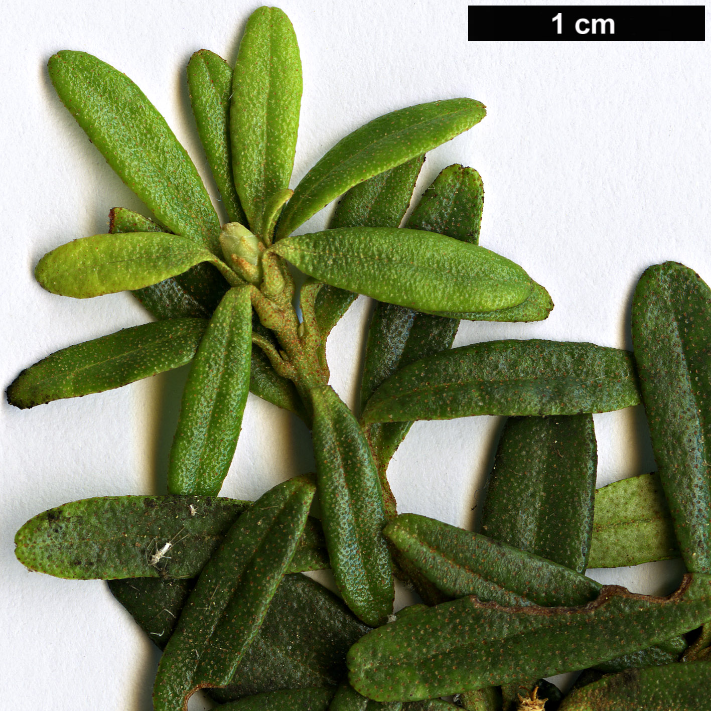 High resolution image: Family: Ericaceae - Genus: Rhododendron - Taxon: quadrasianum
