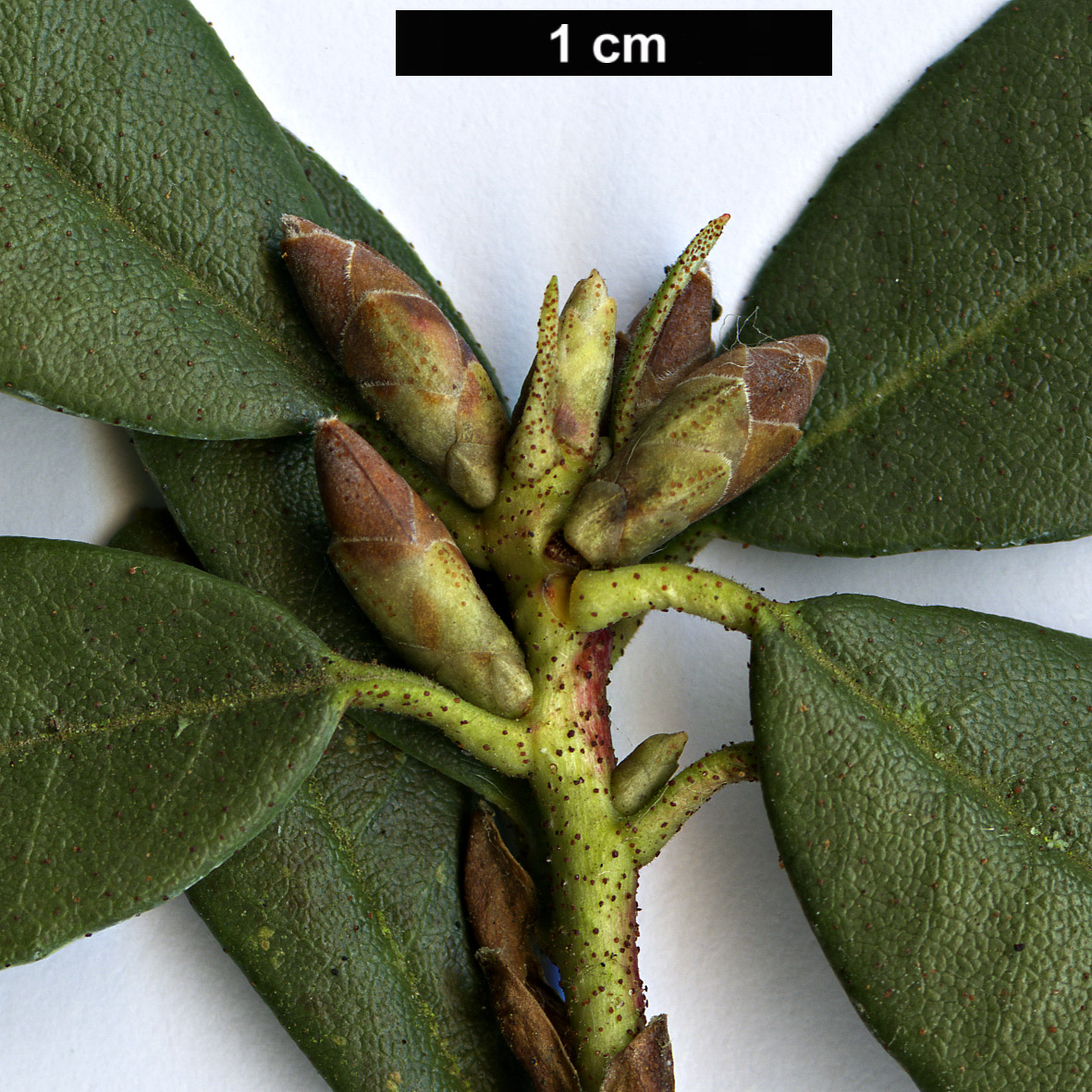 High resolution image: Family: Ericaceae - Genus: Rhododendron - Taxon: racemosum