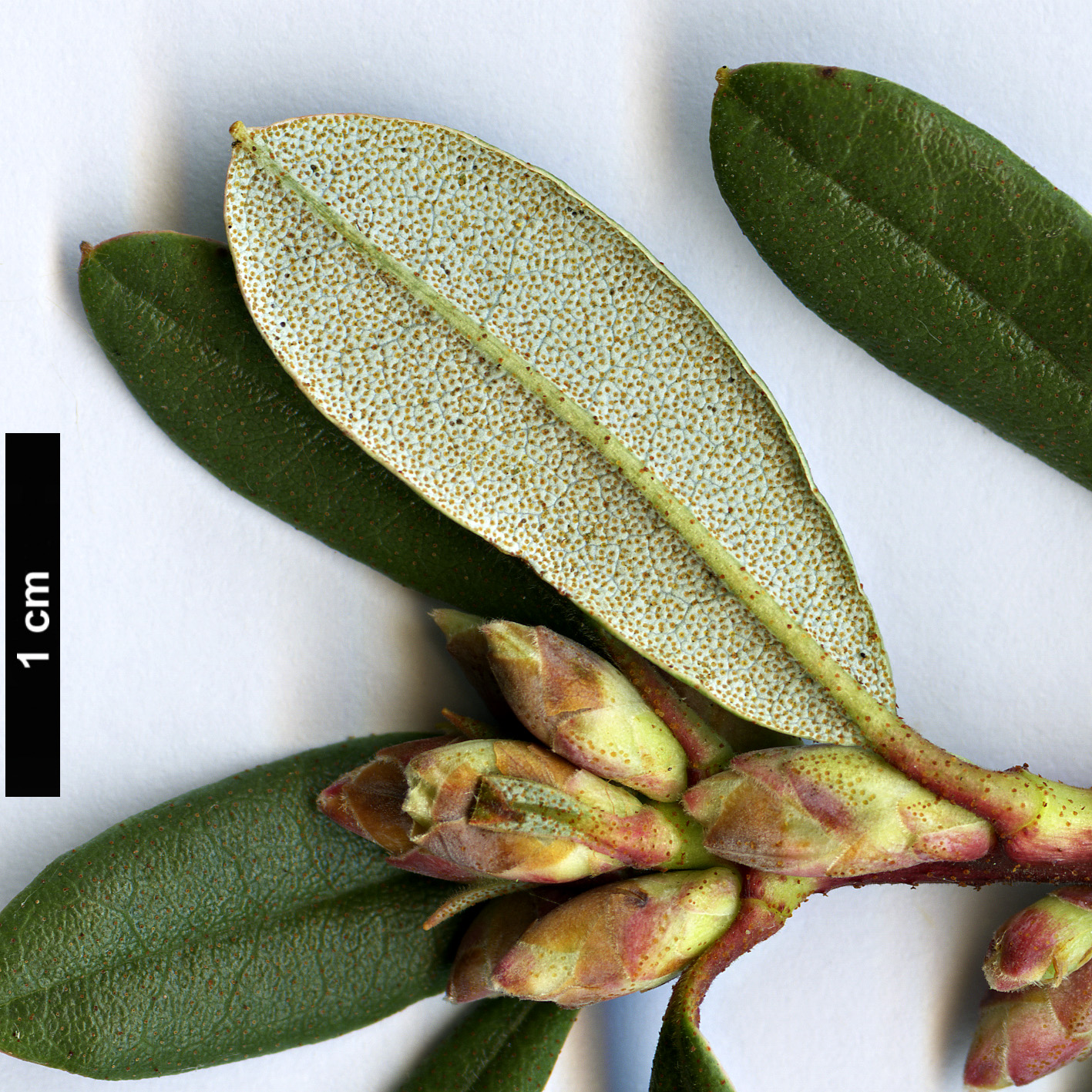 High resolution image: Family: Ericaceae - Genus: Rhododendron - Taxon: racemosum