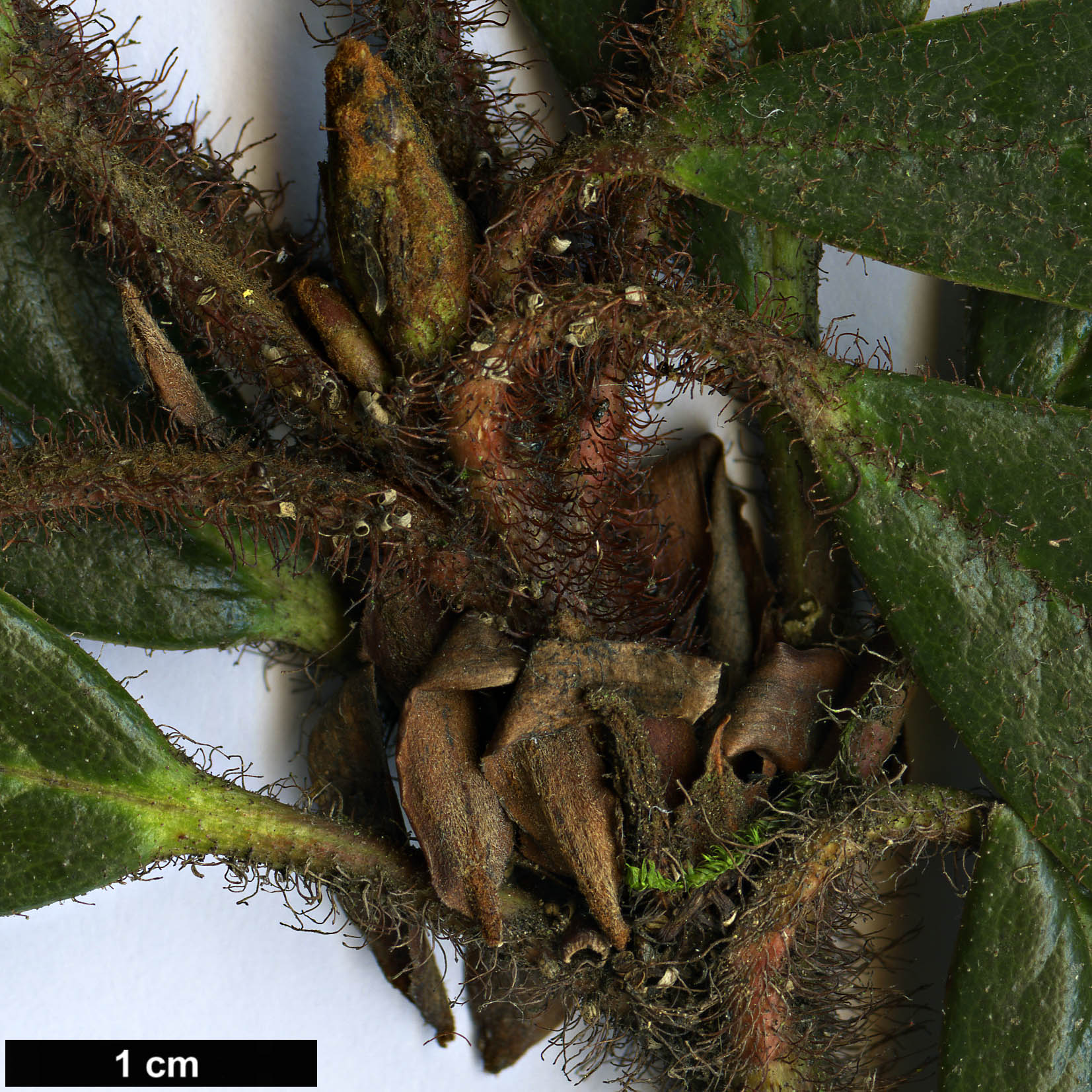 High resolution image: Family: Ericaceae - Genus: Rhododendron - Taxon: recurvoides