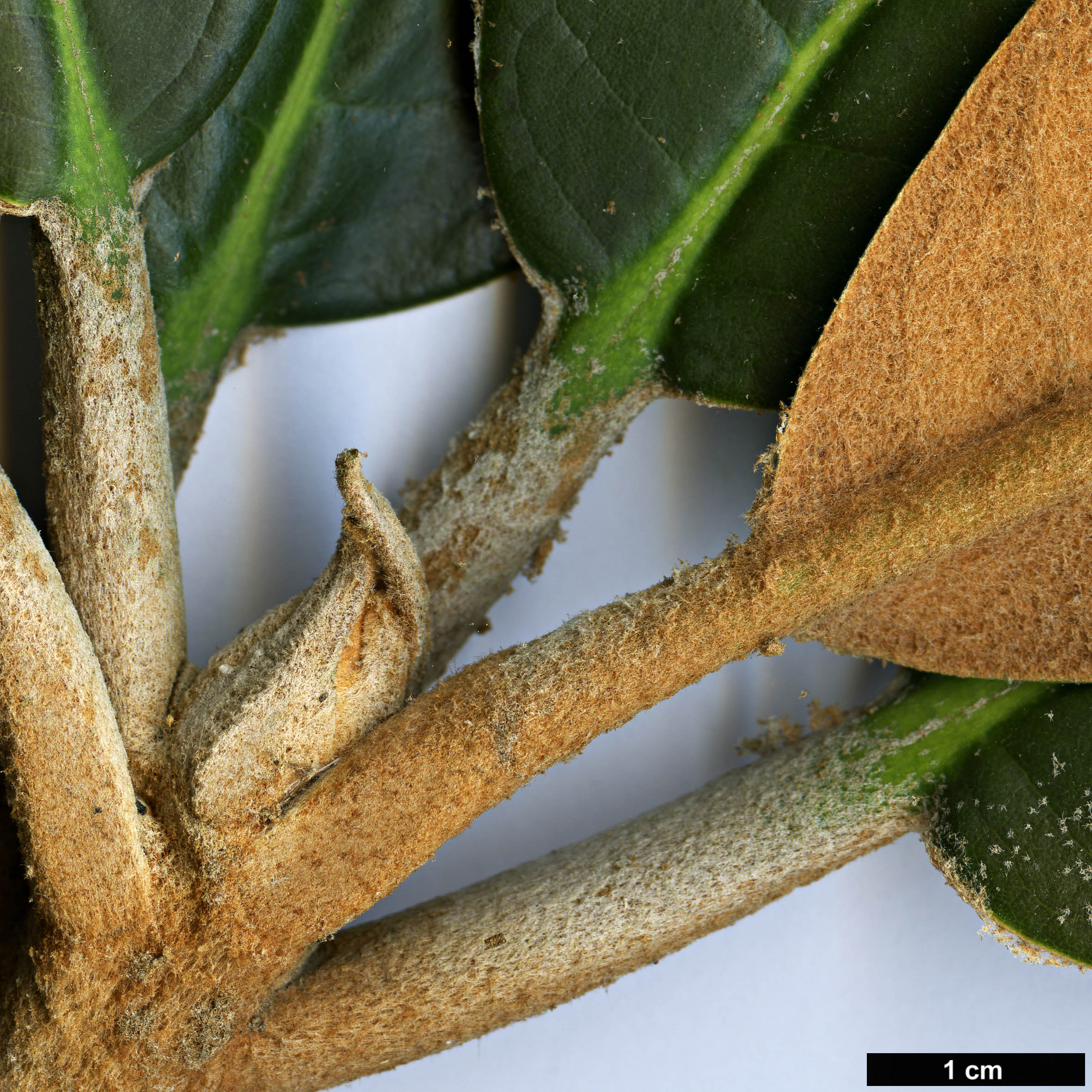High resolution image: Family: Ericaceae - Genus: Rhododendron - Taxon: rex