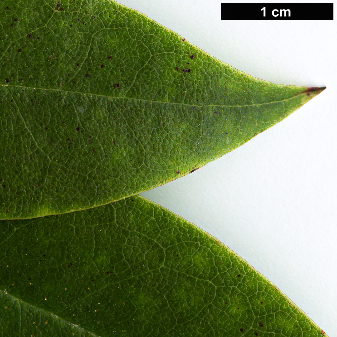 High resolution image: Family: Ericaceae - Genus: Rhododendron - Taxon: rigidum