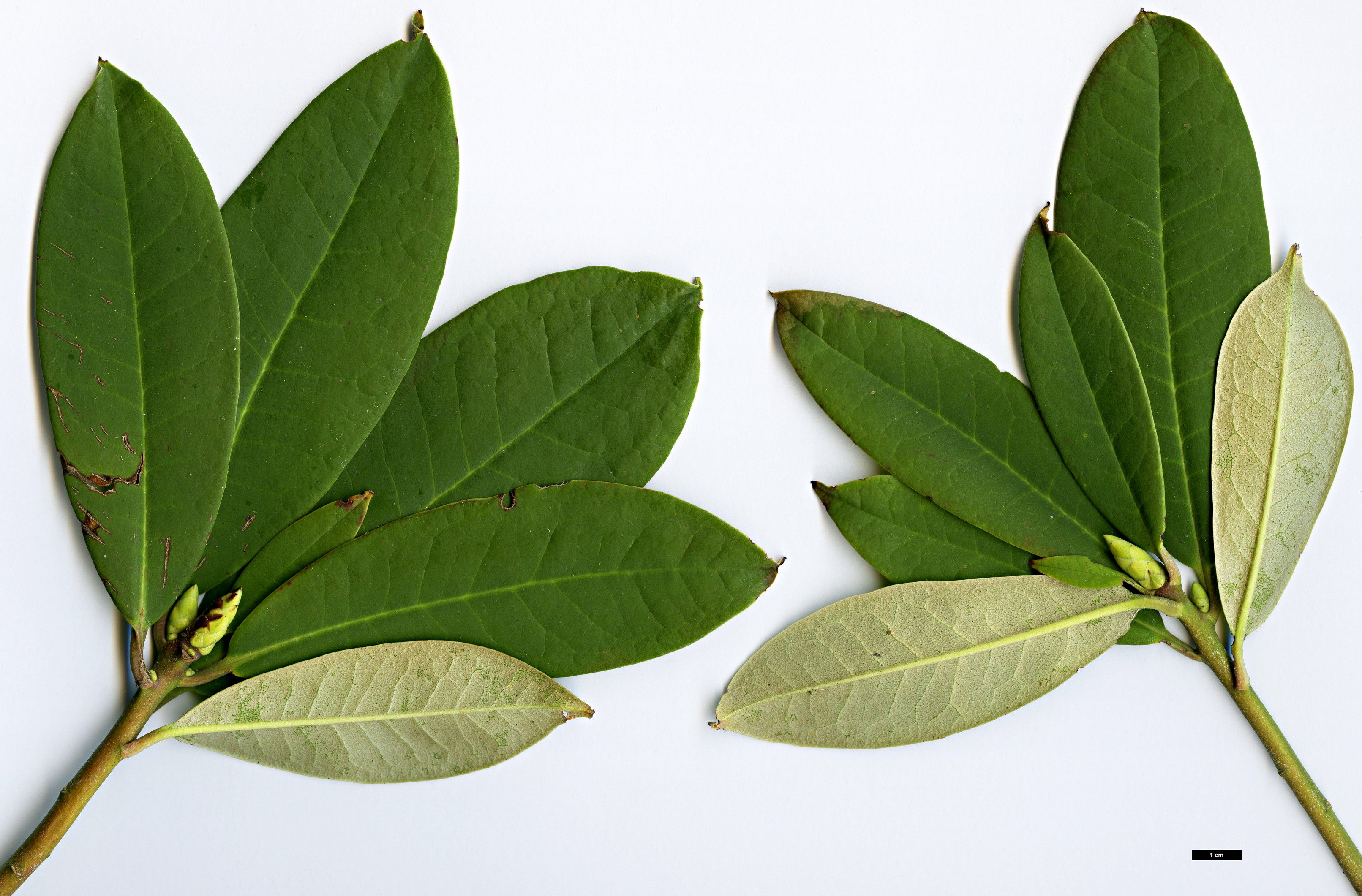 High resolution image: Family: Ericaceae - Genus: Rhododendron - Taxon: ririei