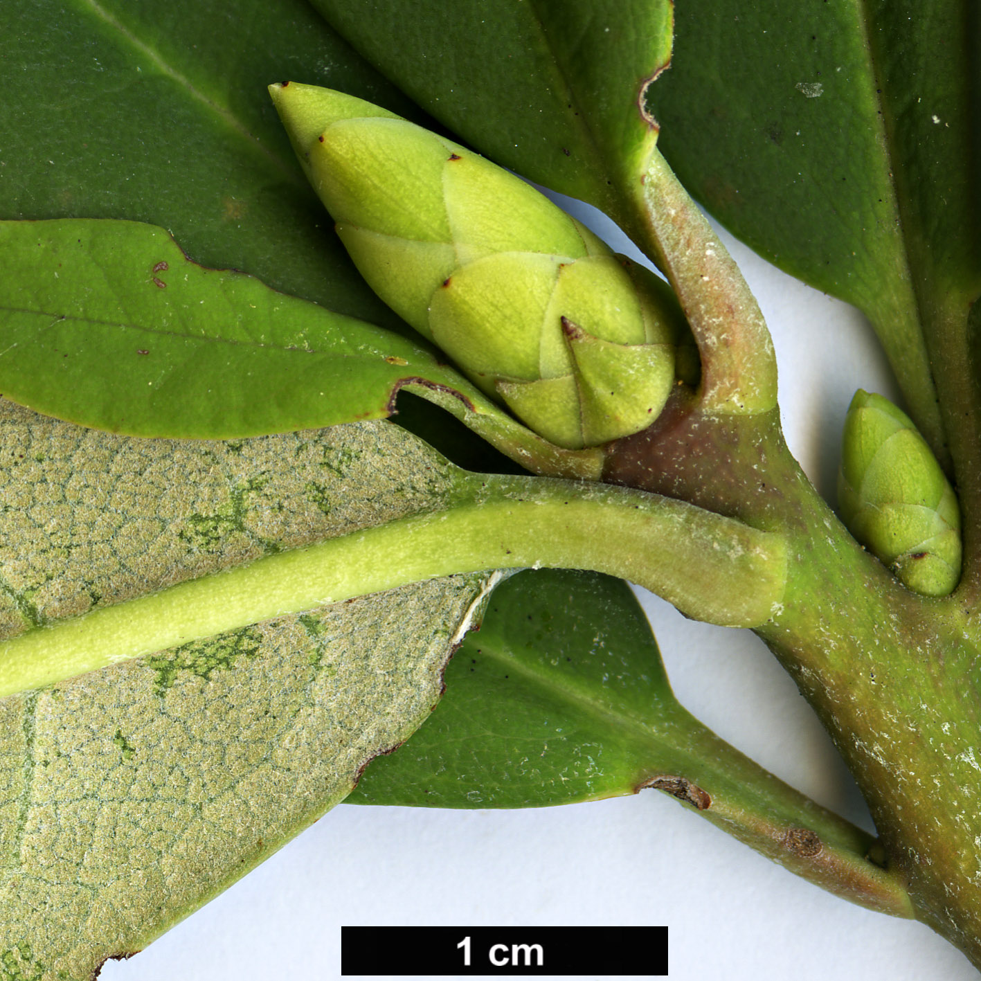 High resolution image: Family: Ericaceae - Genus: Rhododendron - Taxon: ririei