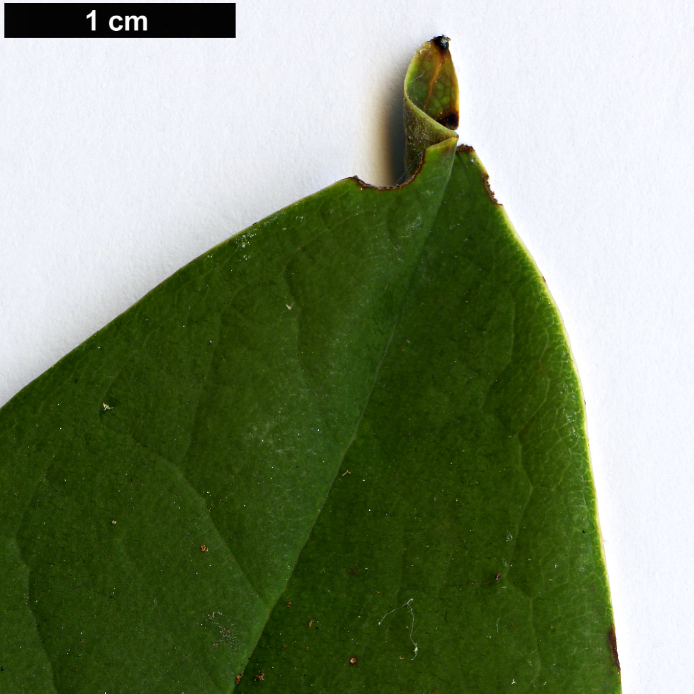 High resolution image: Family: Ericaceae - Genus: Rhododendron - Taxon: ririei