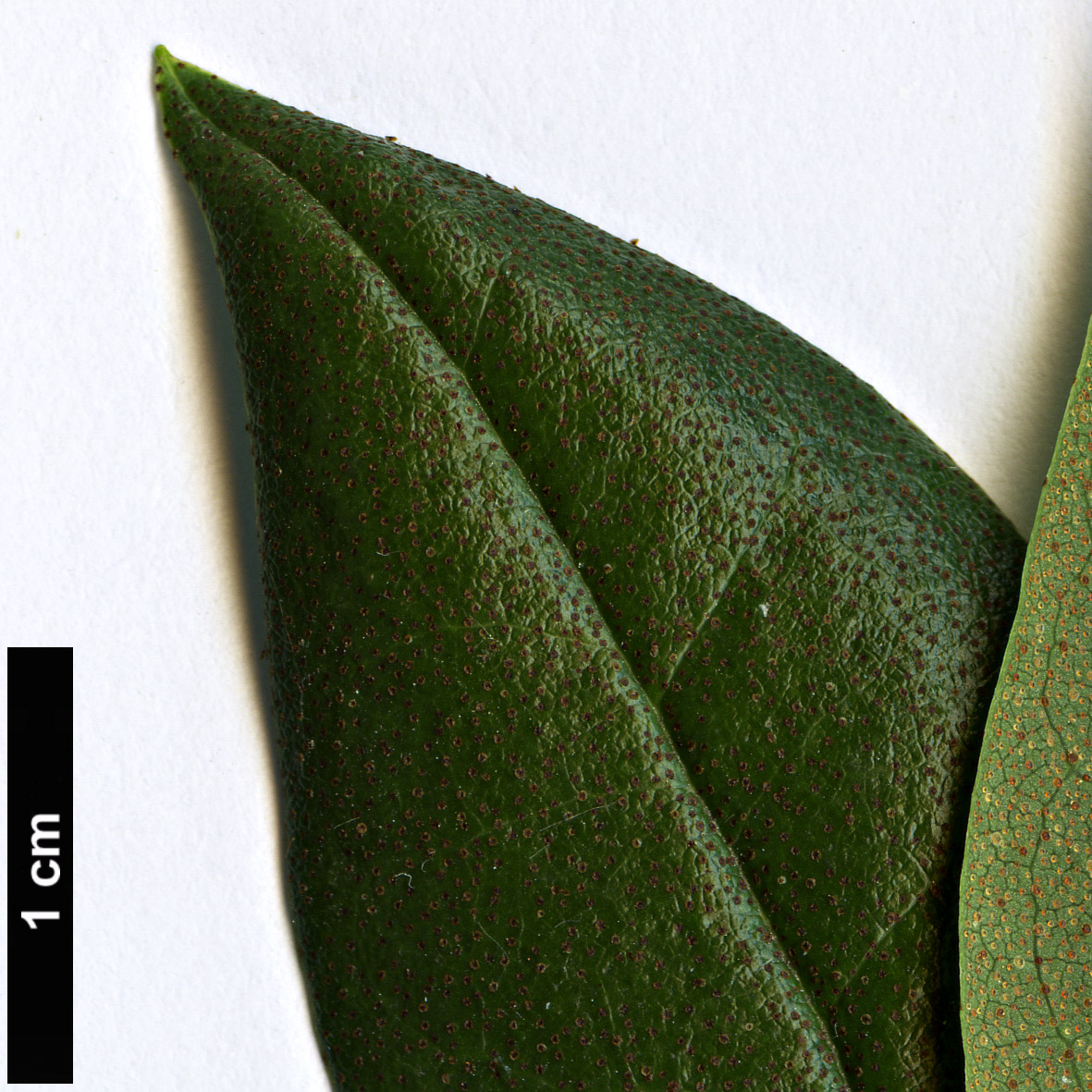High resolution image: Family: Ericaceae - Genus: Rhododendron - Taxon: rubiginosum