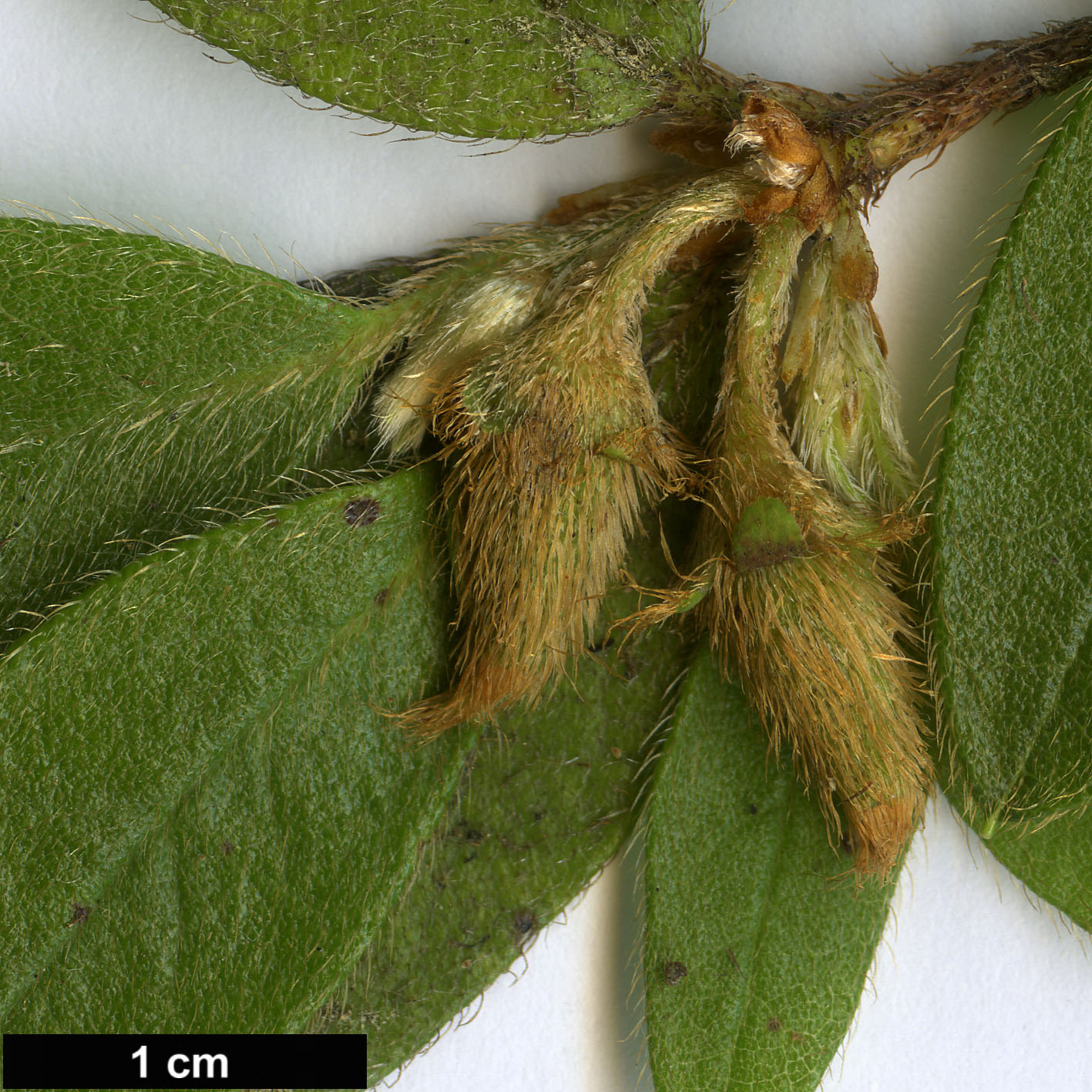 High resolution image: Family: Ericaceae - Genus: Rhododendron - Taxon: rubropilosum