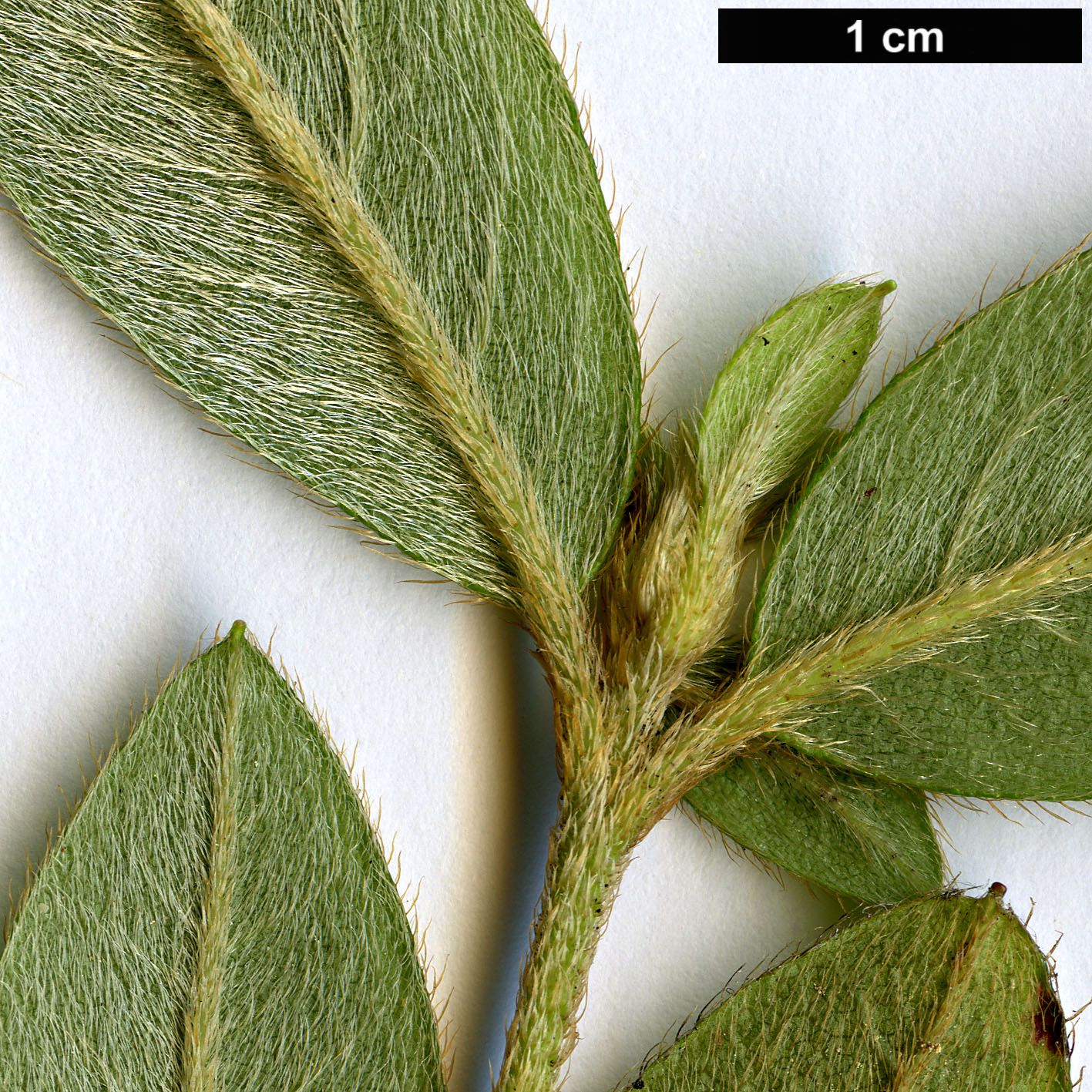 High resolution image: Family: Ericaceae - Genus: Rhododendron - Taxon: rubropilosum