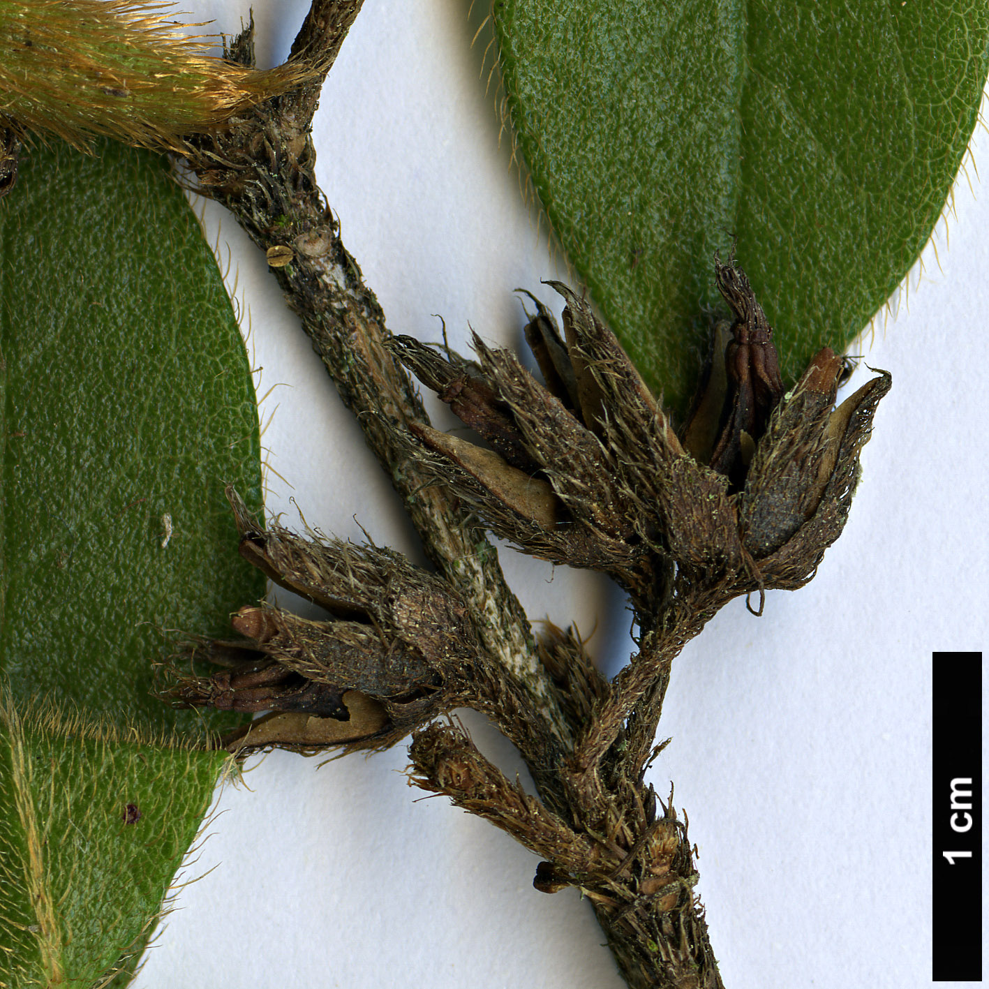 High resolution image: Family: Ericaceae - Genus: Rhododendron - Taxon: rubropilosum