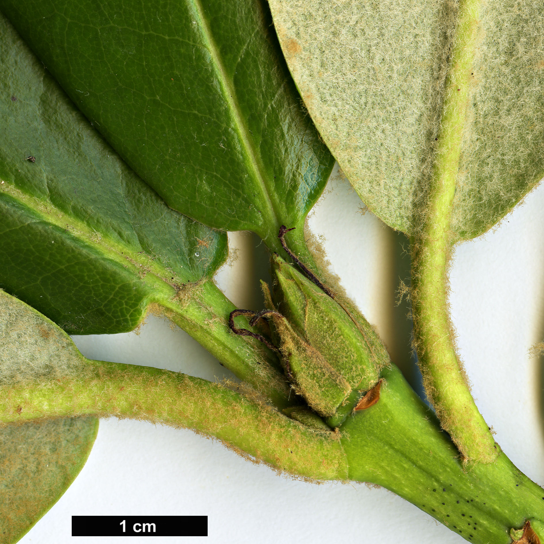 High resolution image: Family: Ericaceae - Genus: Rhododendron - Taxon: rufum