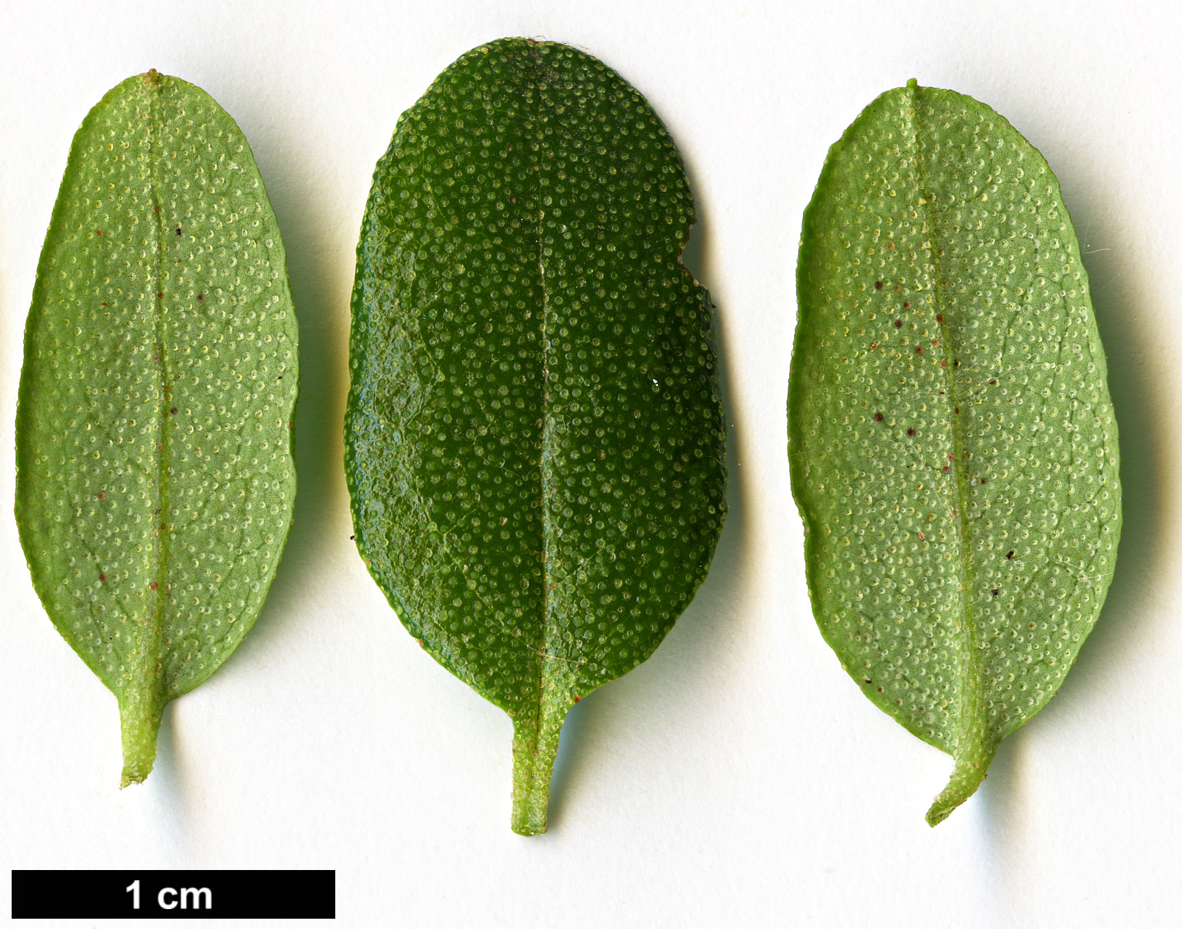 High resolution image: Family: Ericaceae - Genus: Rhododendron - Taxon: rupicola