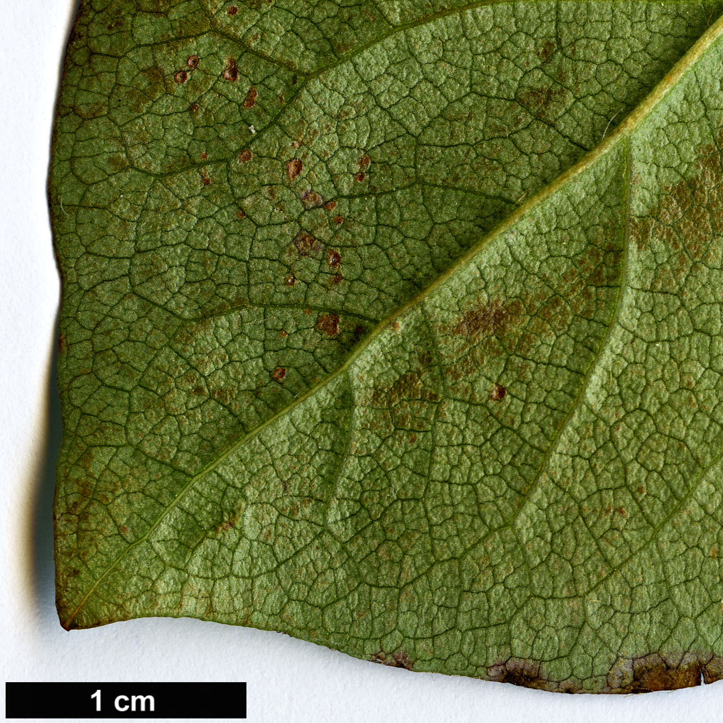 High resolution image: Family: Ericaceae - Genus: Rhododendron - Taxon: sanctum