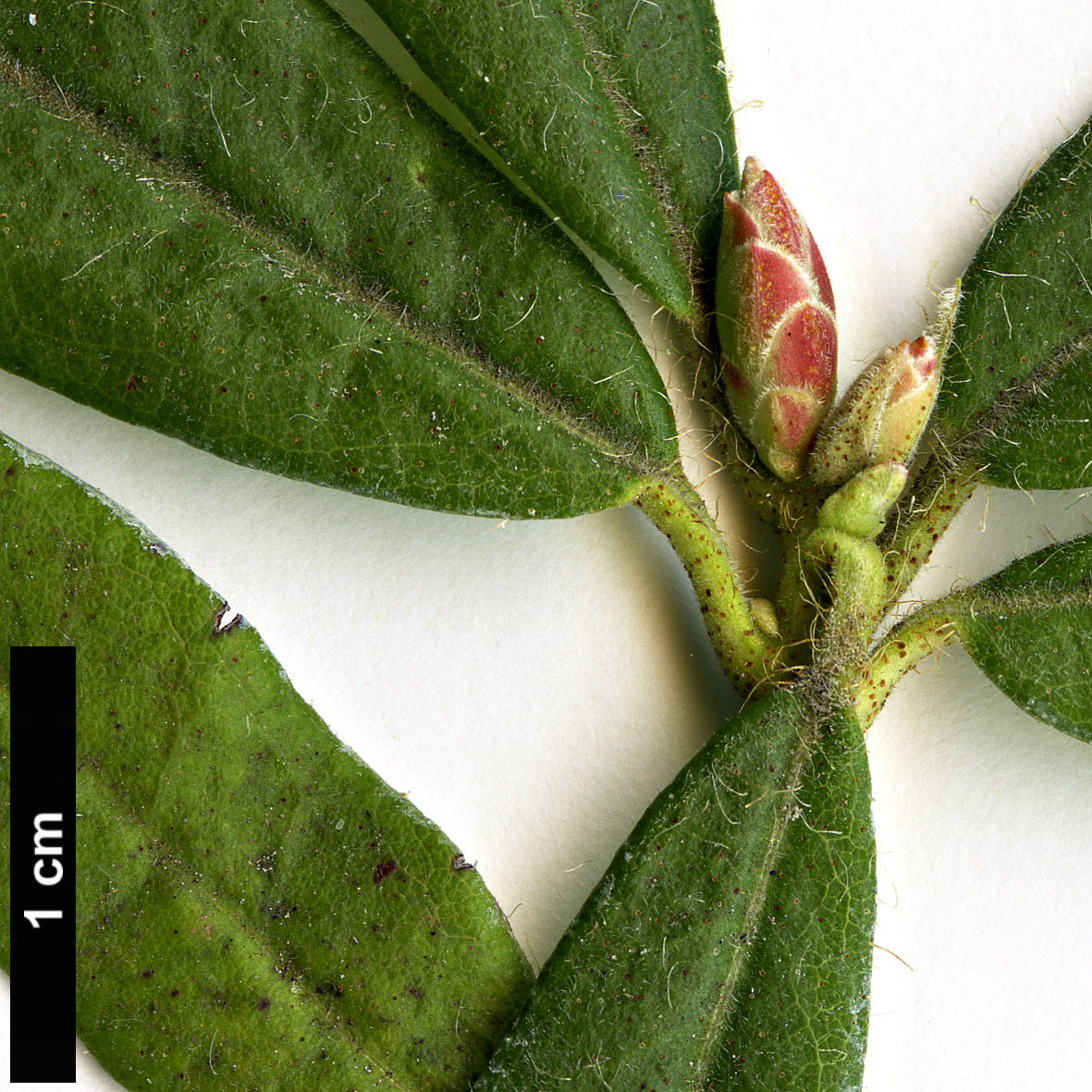 High resolution image: Family: Ericaceae - Genus: Rhododendron - Taxon: scabrifolium