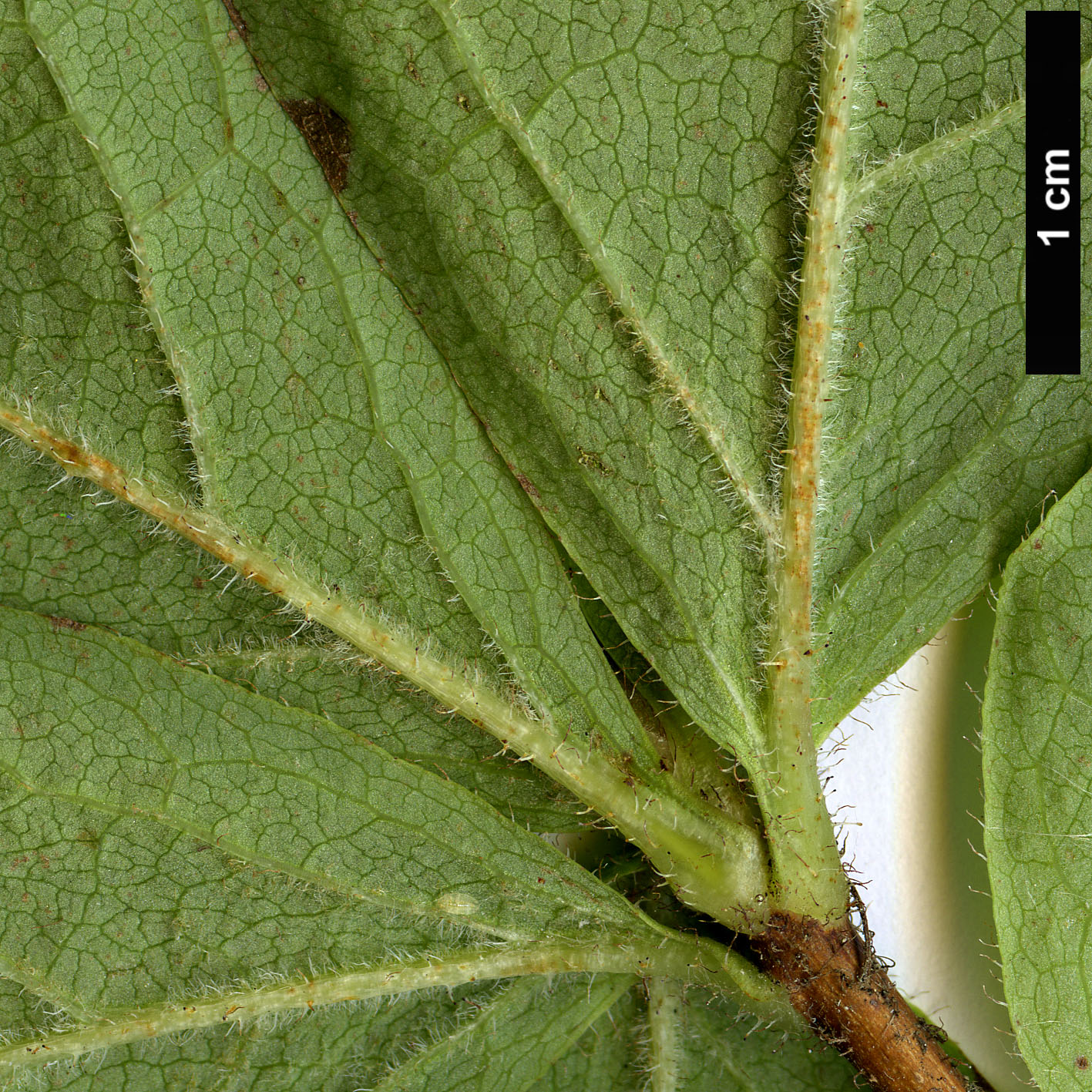 High resolution image: Family: Ericaceae - Genus: Rhododendron - Taxon: schlippenbachii