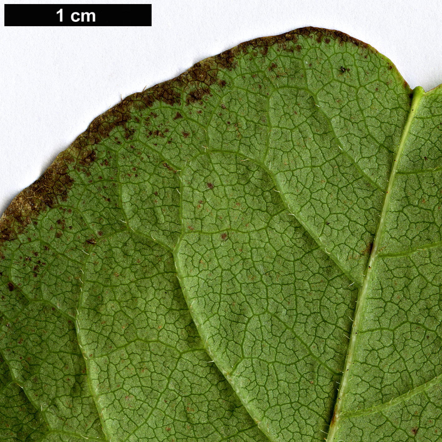 High resolution image: Family: Ericaceae - Genus: Rhododendron - Taxon: schlippenbachii