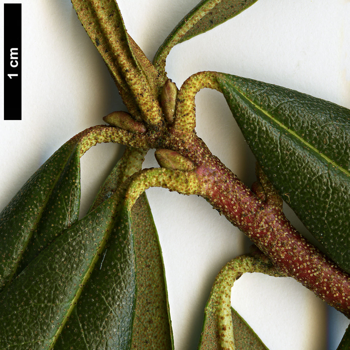 High resolution image: Family: Ericaceae - Genus: Rhododendron - Taxon: searsiae