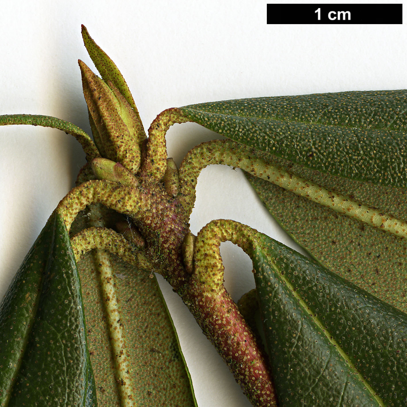 High resolution image: Family: Ericaceae - Genus: Rhododendron - Taxon: searsiae