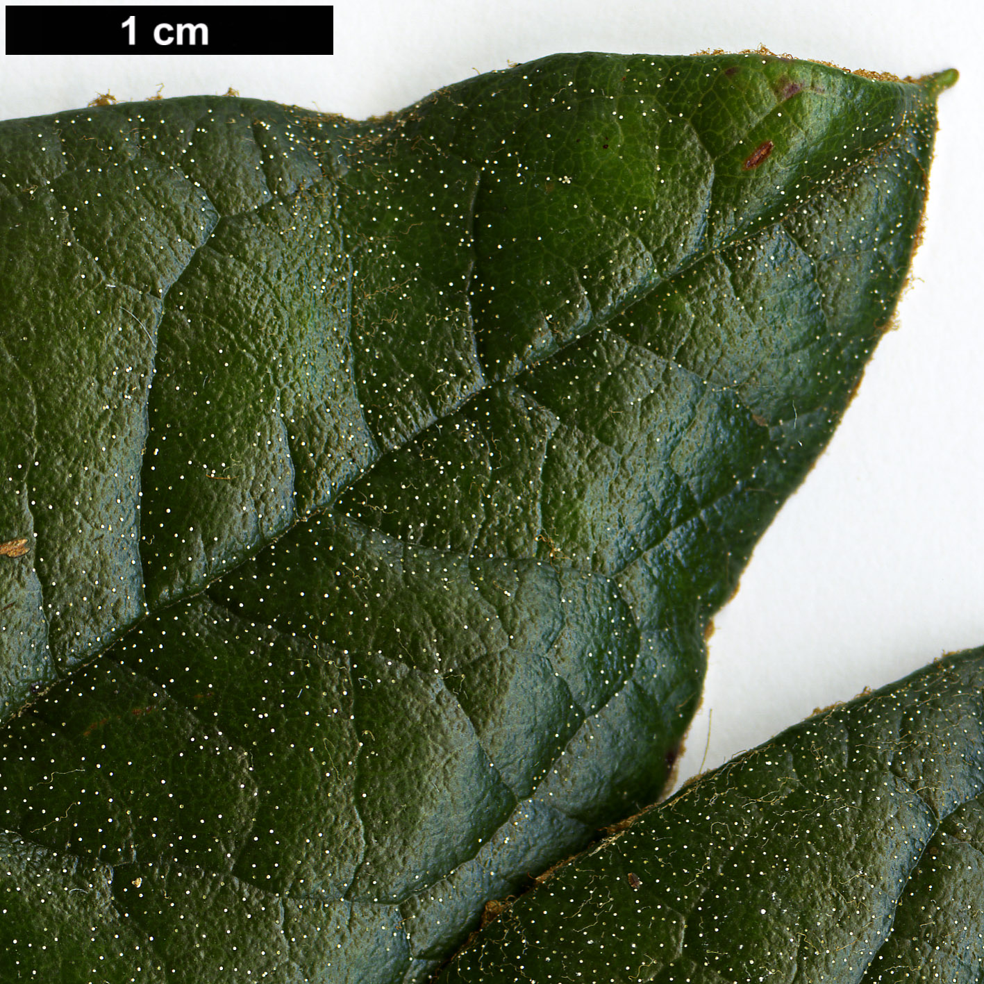 High resolution image: Family: Ericaceae - Genus: Rhododendron - Taxon: seinghkuense