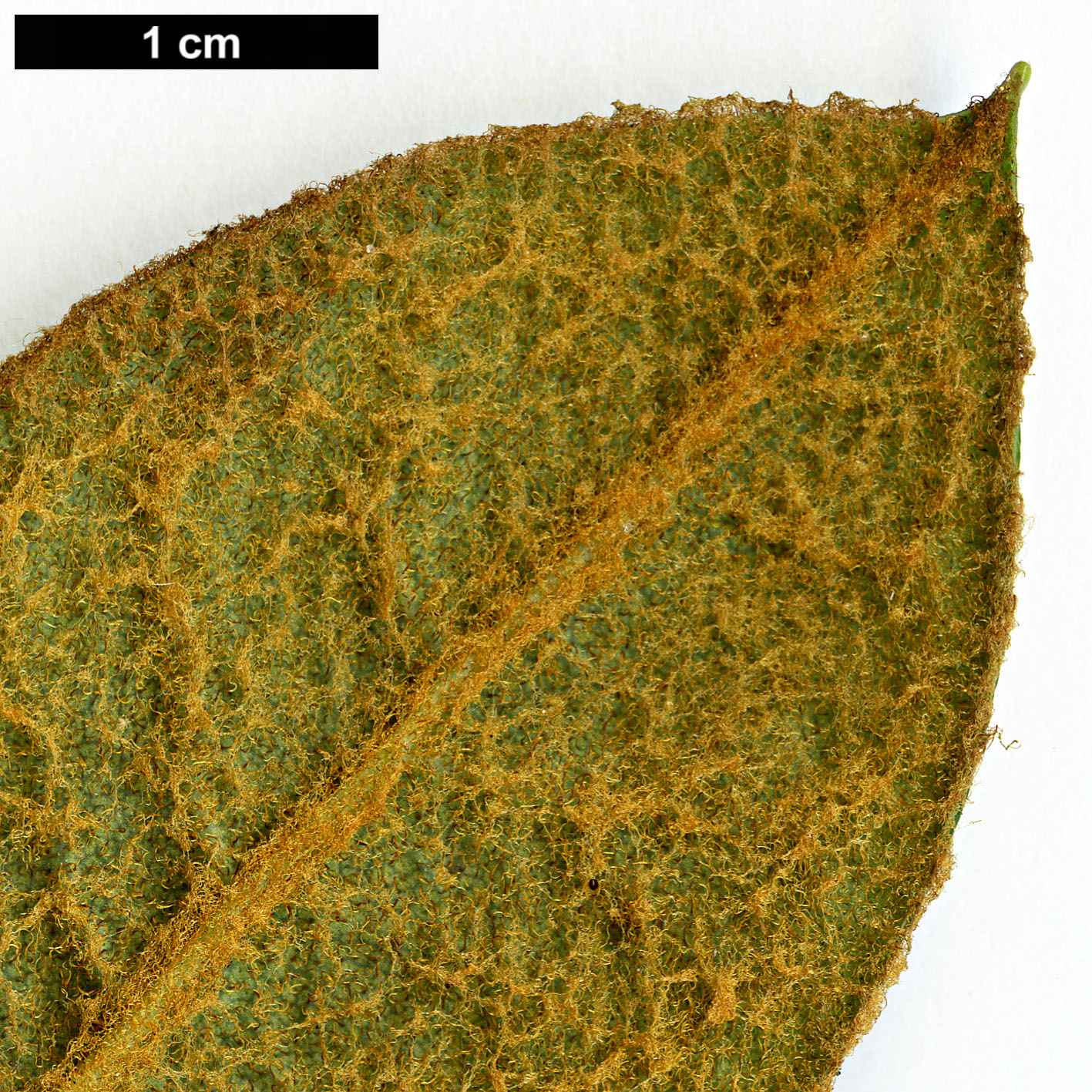 High resolution image: Family: Ericaceae - Genus: Rhododendron - Taxon: seinghkuense
