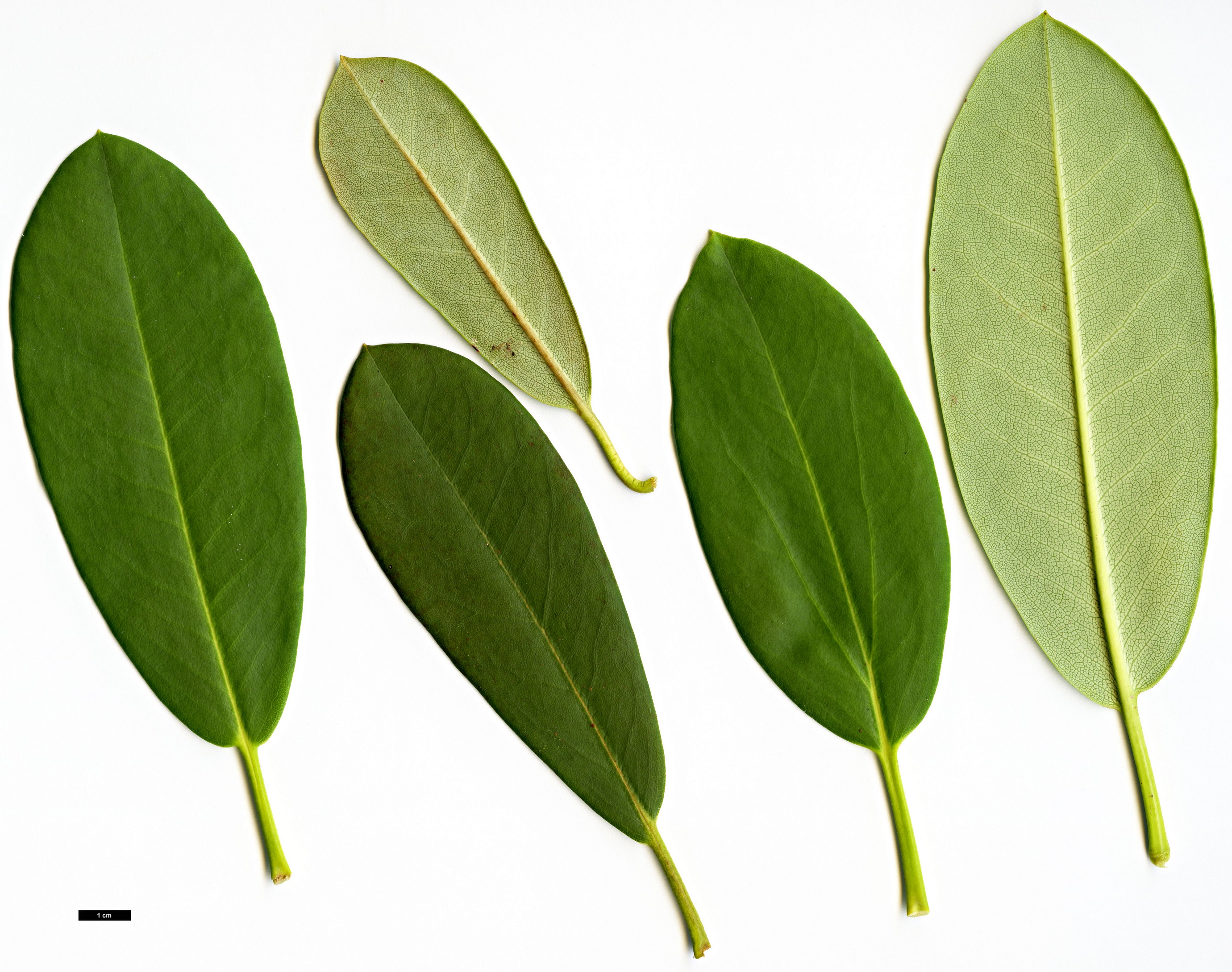 High resolution image: Family: Ericaceae - Genus: Rhododendron - Taxon: serotinum