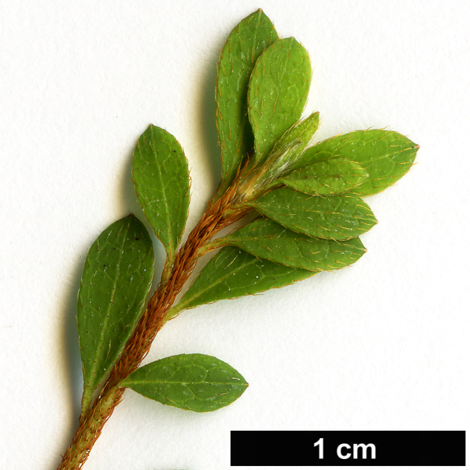 High resolution image: Family: Ericaceae - Genus: Rhododendron - Taxon: serpyllifolium
