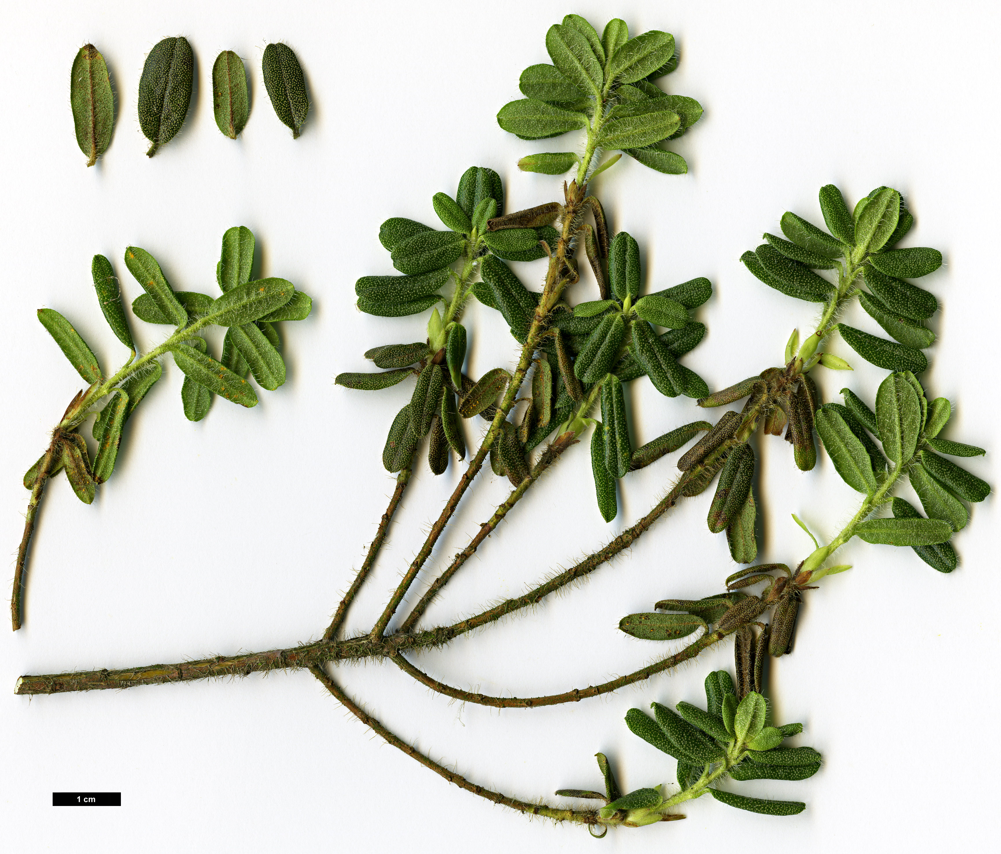 High resolution image: Family: Ericaceae - Genus: Rhododendron - Taxon: setosum