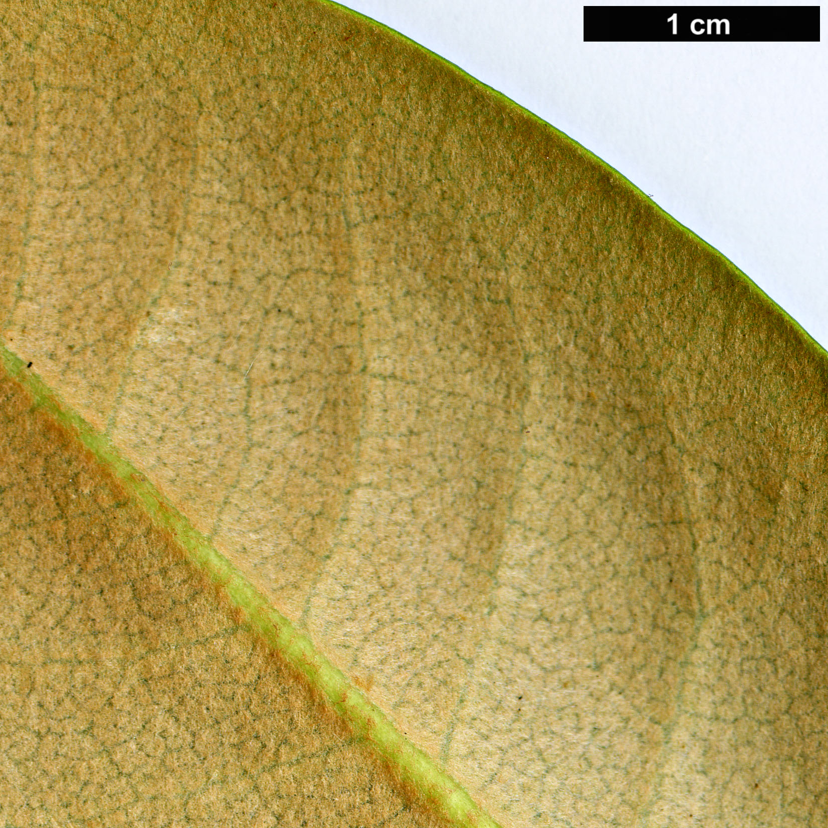 High resolution image: Family: Ericaceae - Genus: Rhododendron - Taxon: shanii