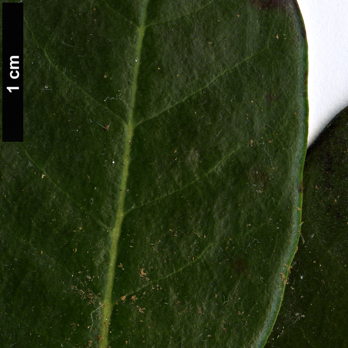 High resolution image: Family: Ericaceae - Genus: Rhododendron - Taxon: sherriffii