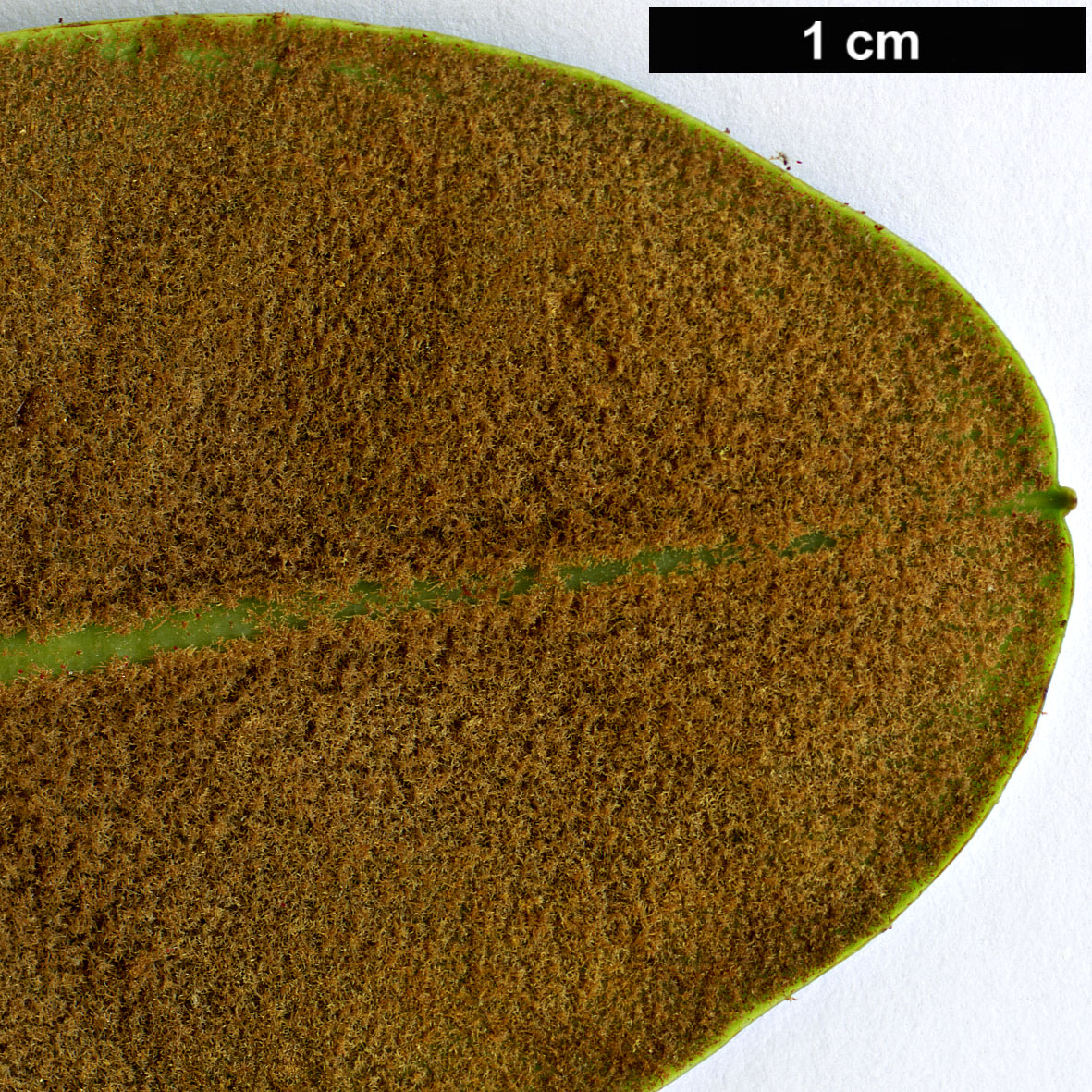 High resolution image: Family: Ericaceae - Genus: Rhododendron - Taxon: sherriffii