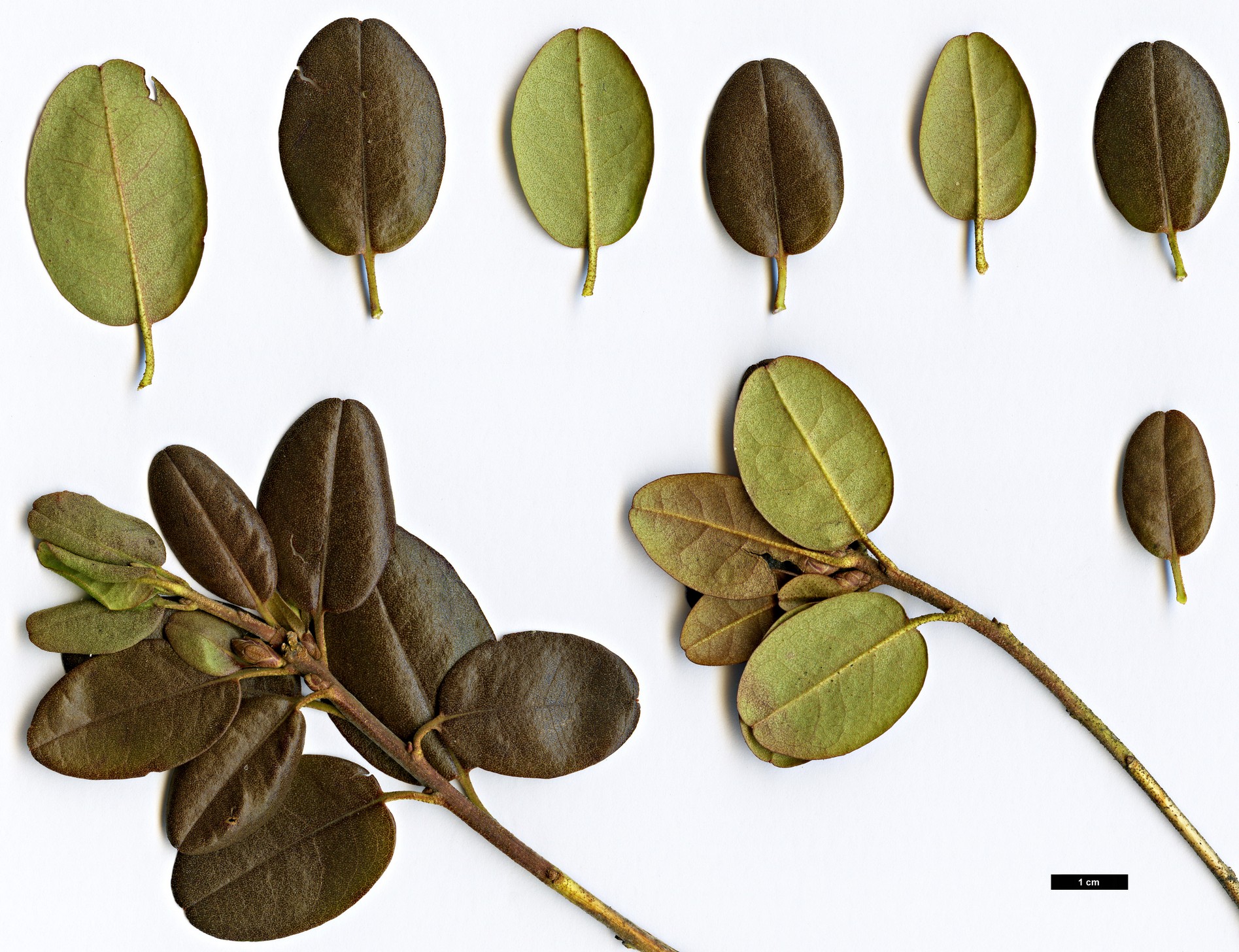 High resolution image: Family: Ericaceae - Genus: Rhododendron - Taxon: sichotense