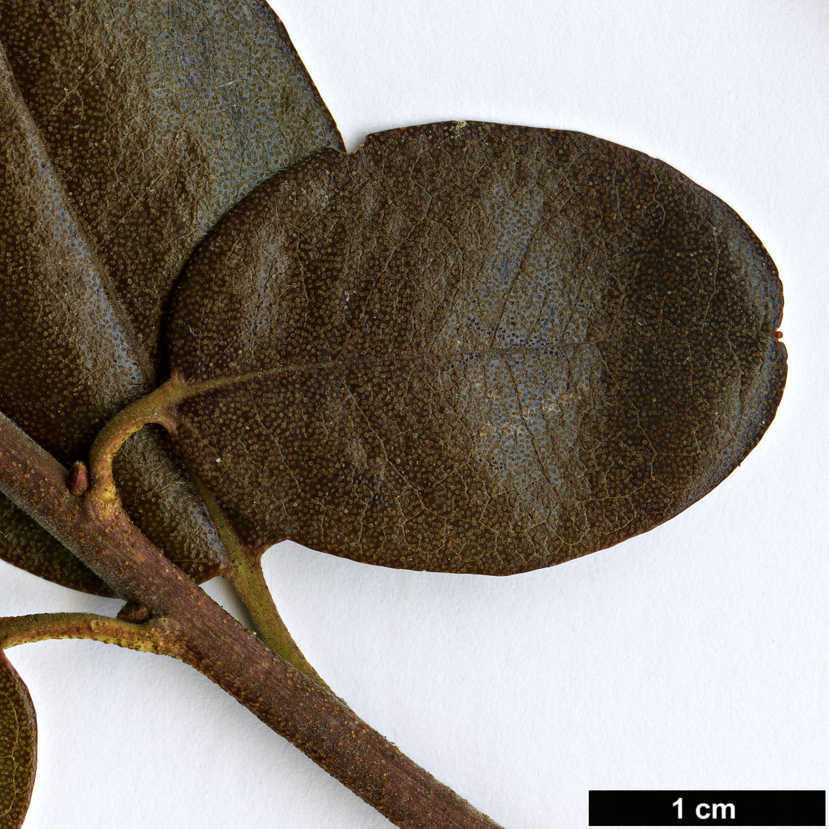 High resolution image: Family: Ericaceae - Genus: Rhododendron - Taxon: sichotense