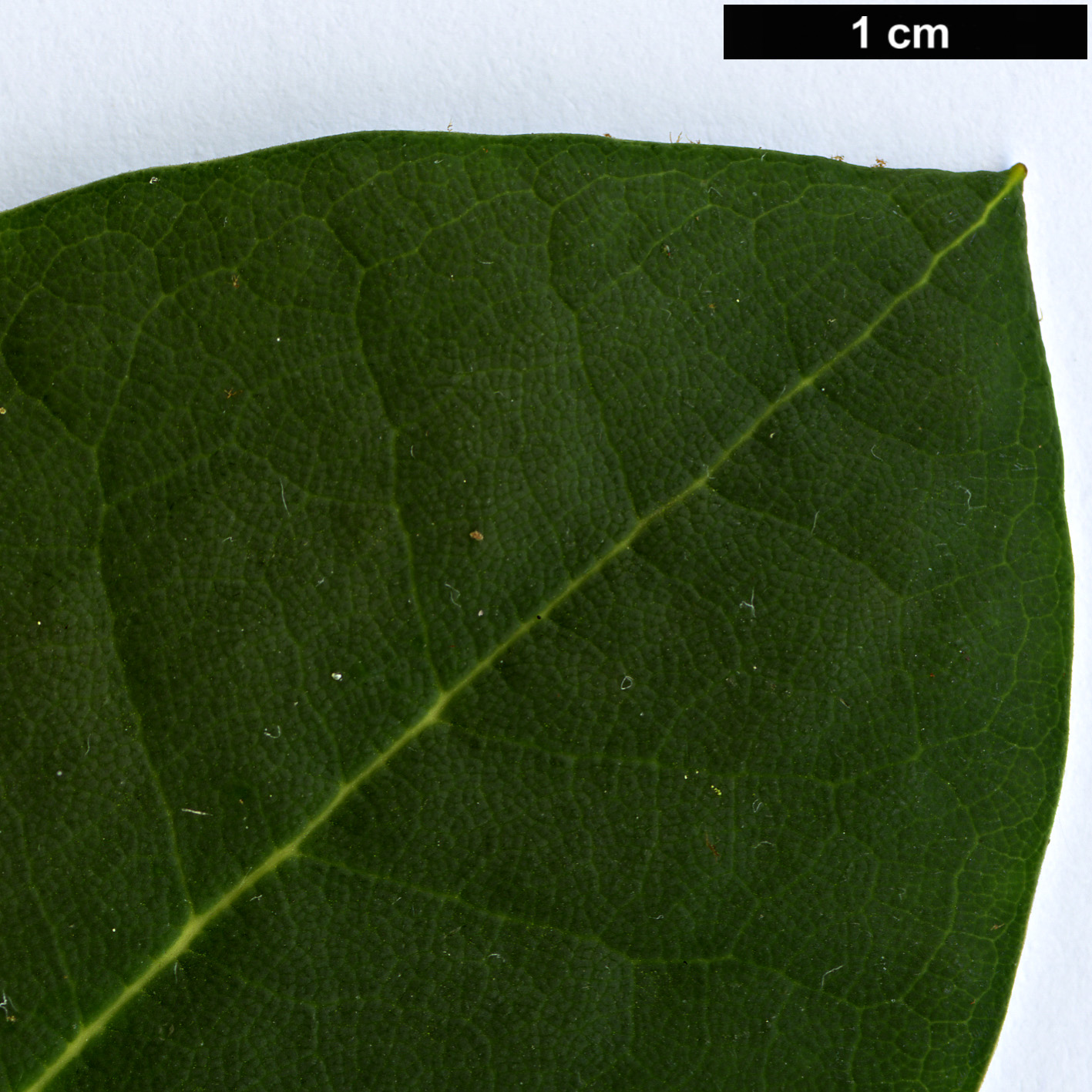 High resolution image: Family: Ericaceae - Genus: Rhododendron - Taxon: sikangense