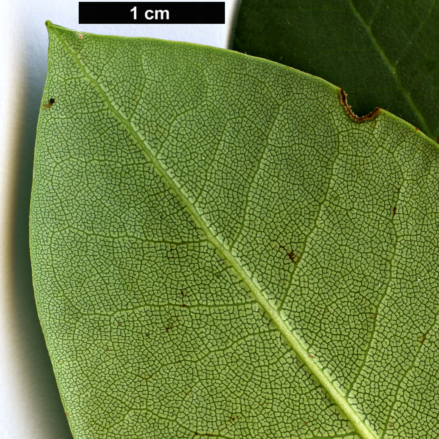 High resolution image: Family: Ericaceae - Genus: Rhododendron - Taxon: sikangense