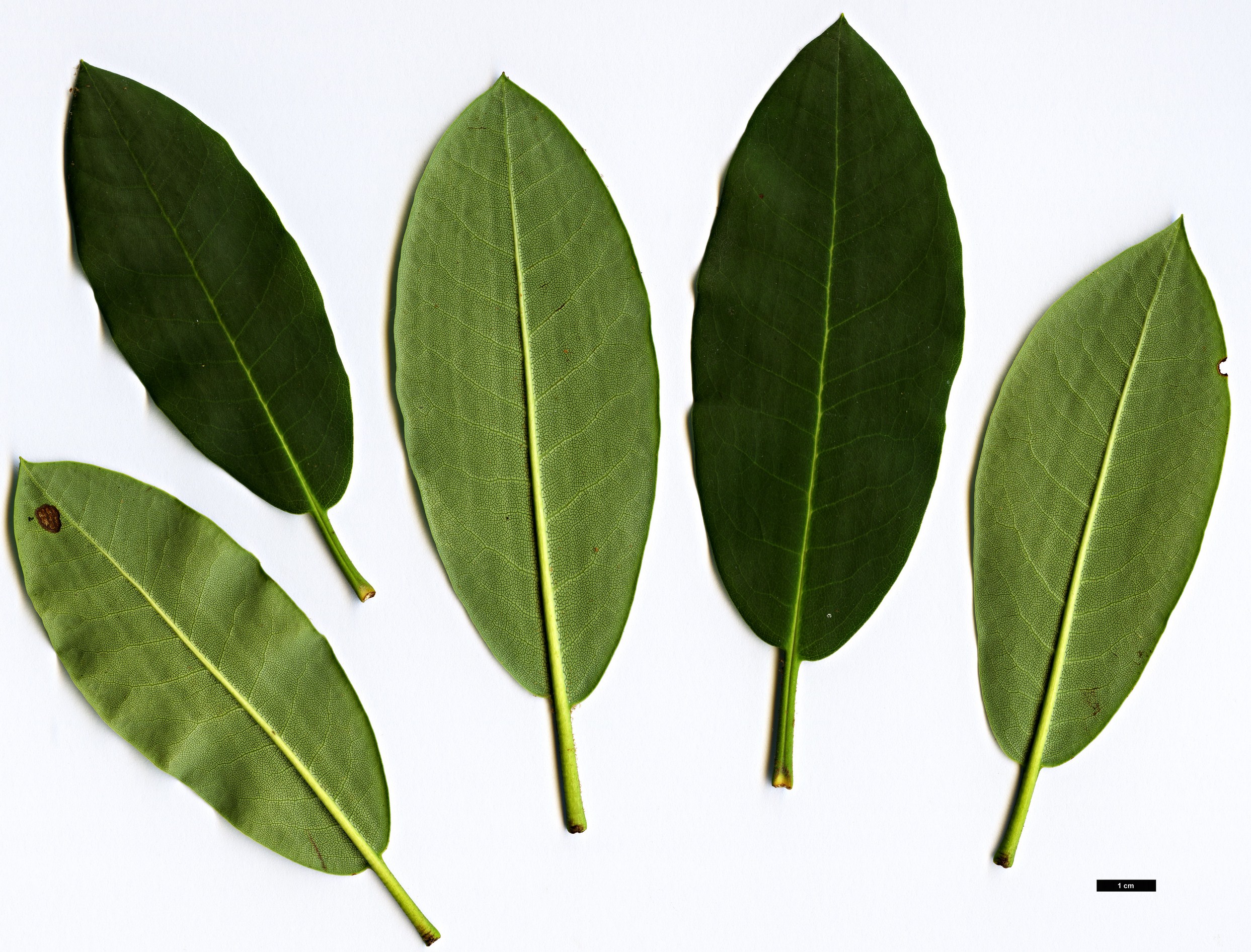 High resolution image: Family: Ericaceae - Genus: Rhododendron - Taxon: sikangense