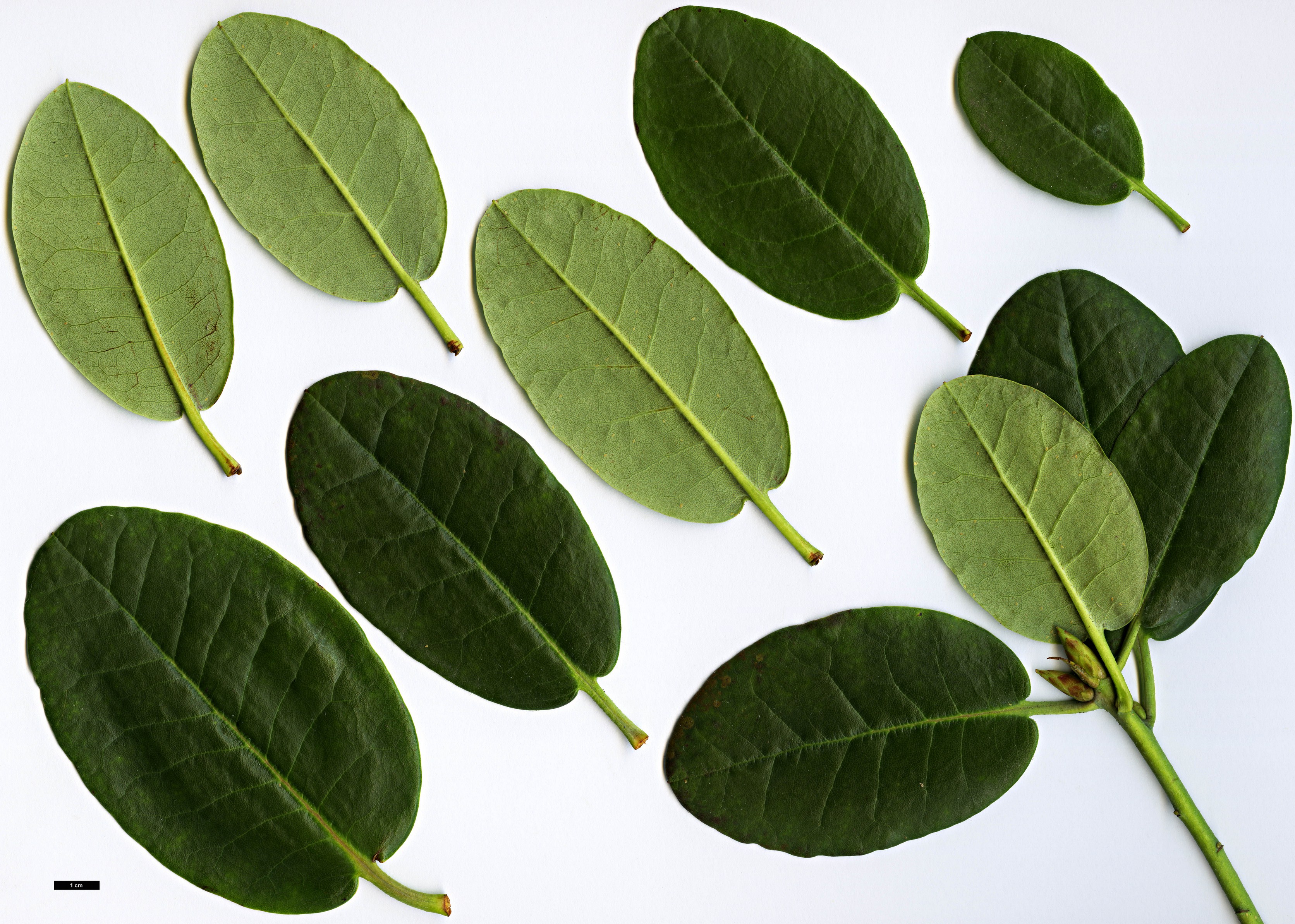 High resolution image: Family: Ericaceae - Genus: Rhododendron - Taxon: sikkimense