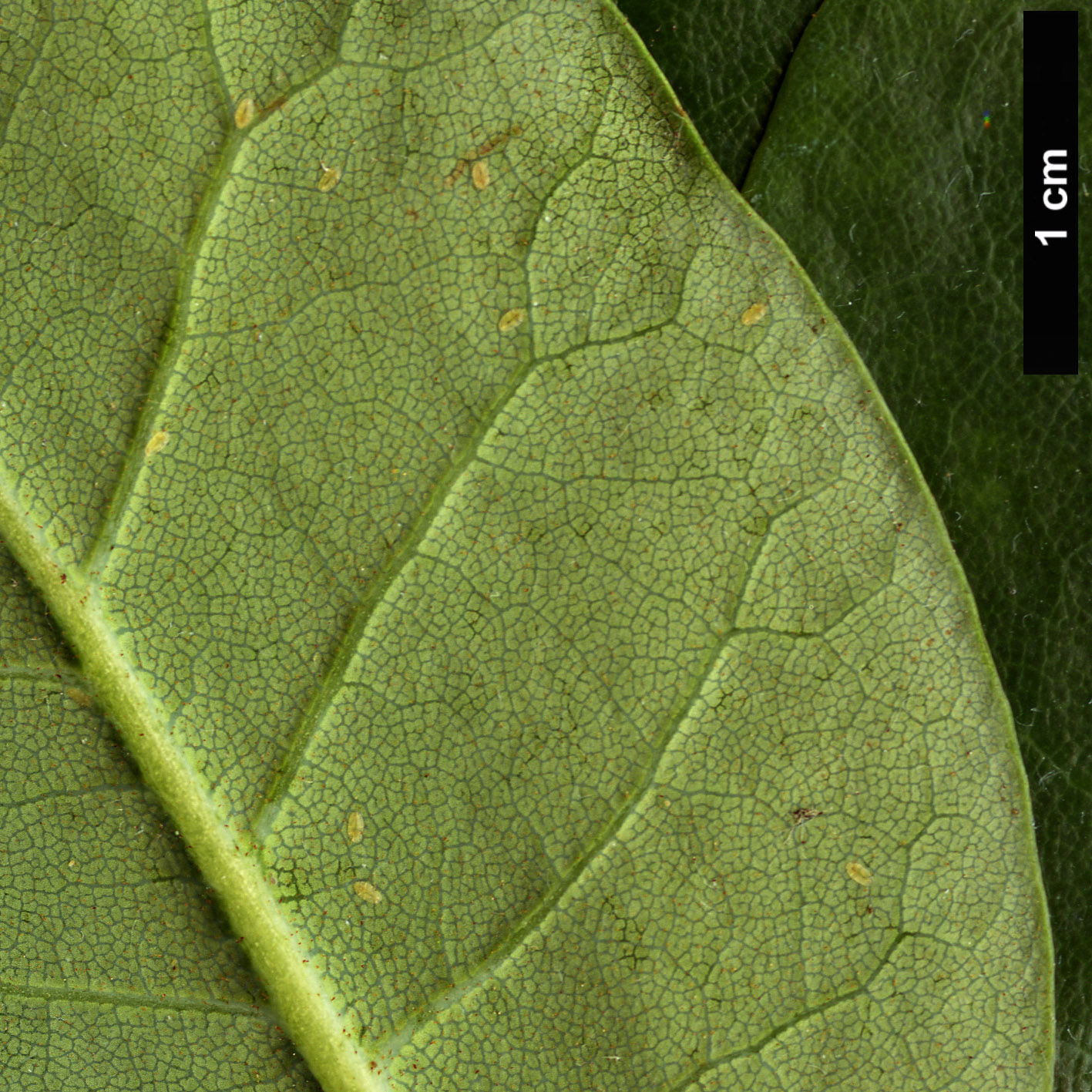 High resolution image: Family: Ericaceae - Genus: Rhododendron - Taxon: sikkimense