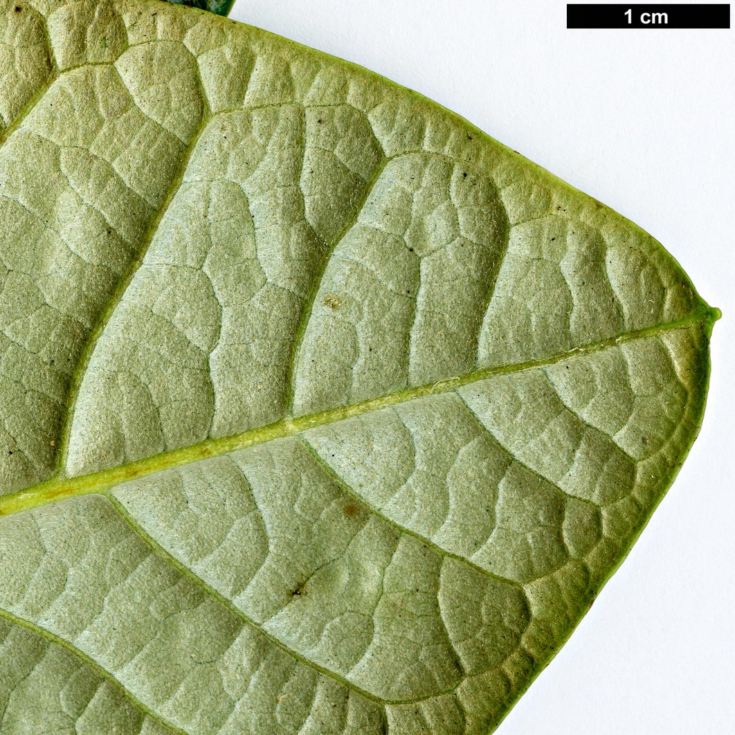 High resolution image: Family: Ericaceae - Genus: Rhododendron - Taxon: sinogrande