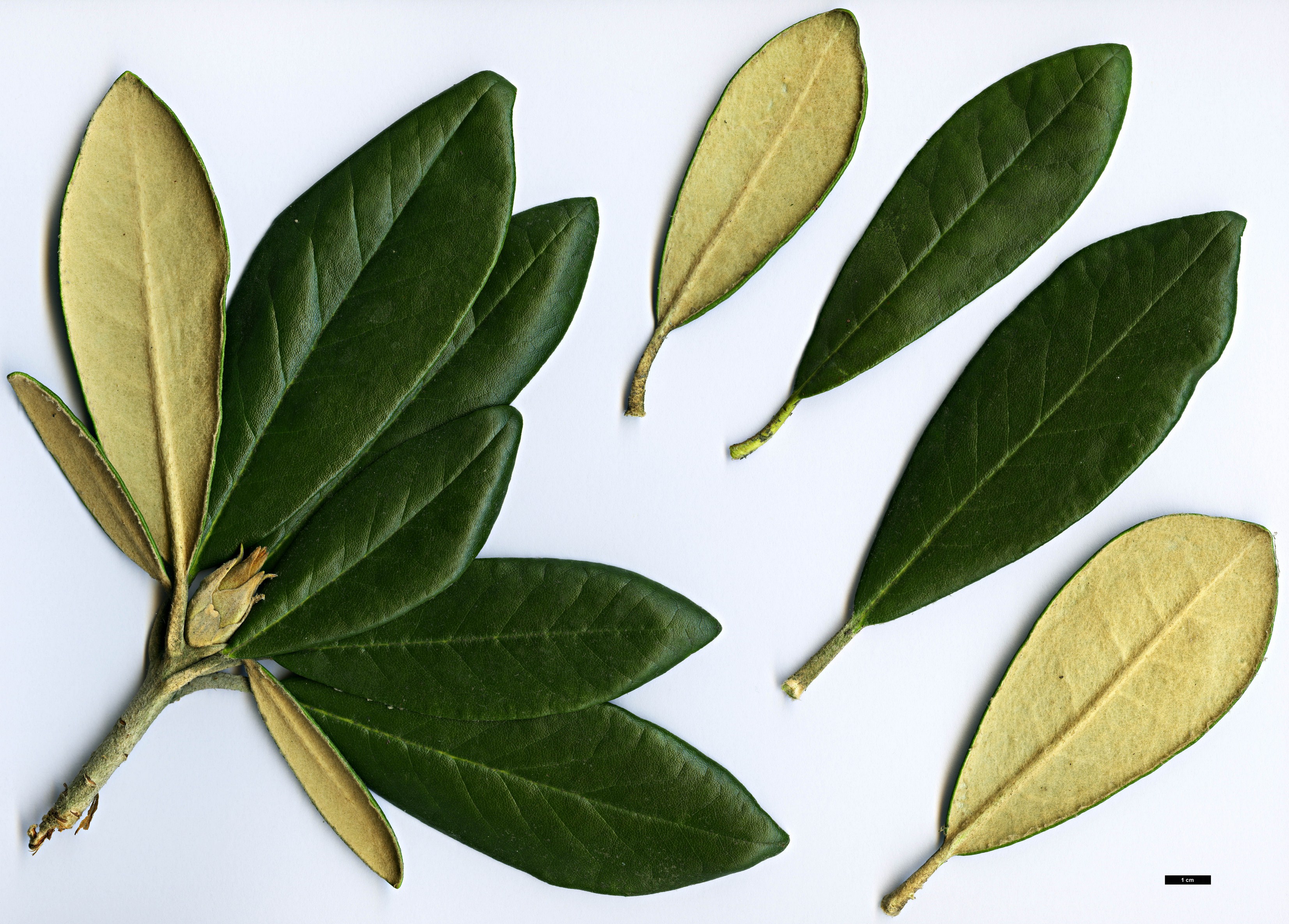 High resolution image: Family: Ericaceae - Genus: Rhododendron - Taxon: smirnowii