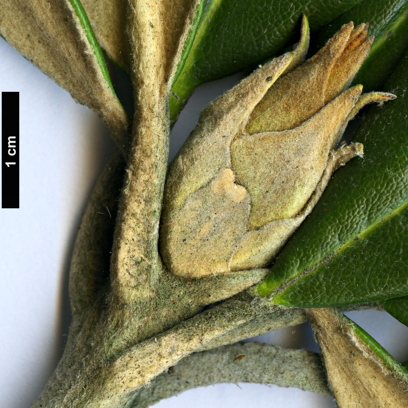 High resolution image: Family: Ericaceae - Genus: Rhododendron - Taxon: smirnowii